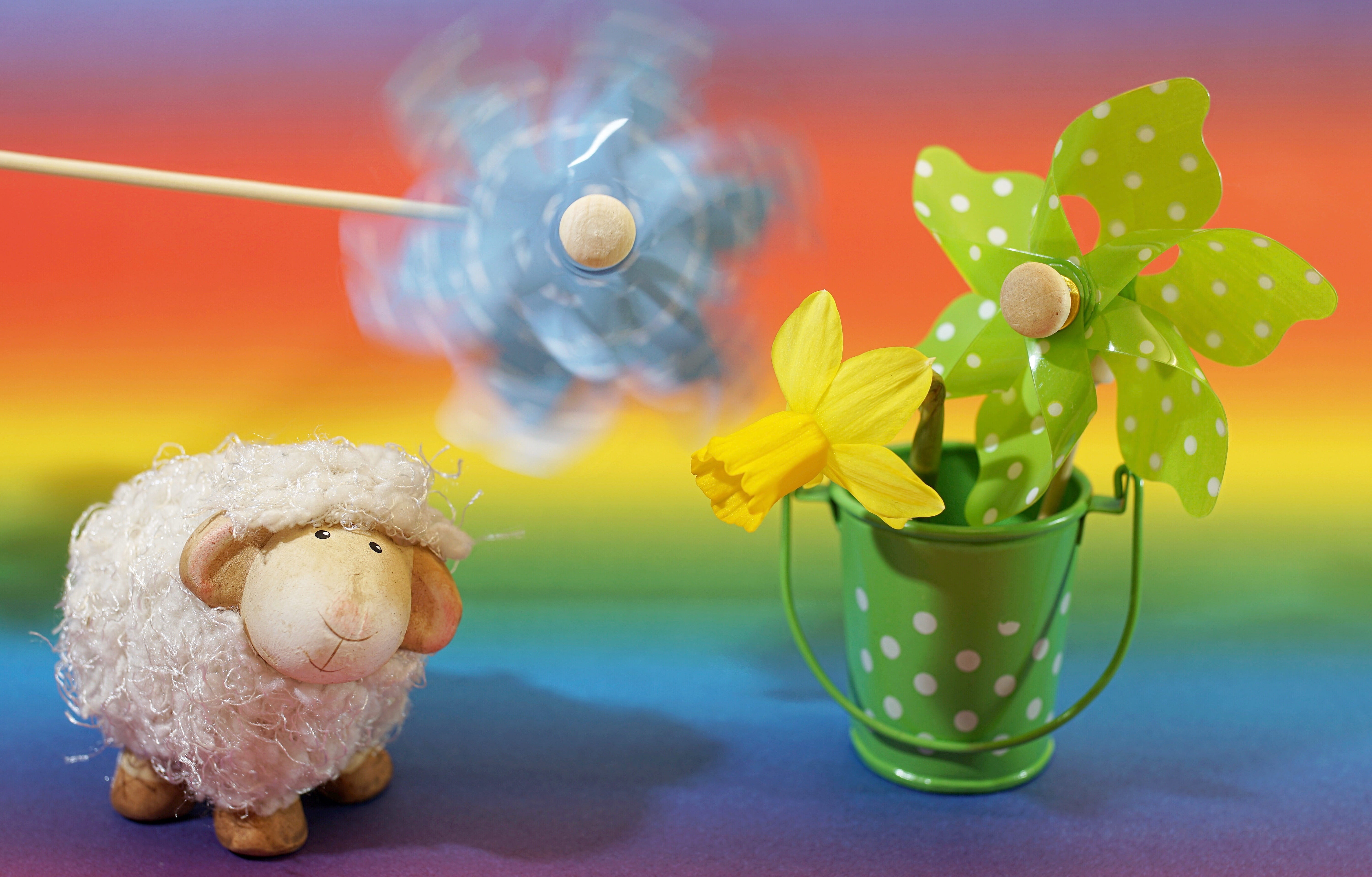 modern, in the wind, studio shot, 5K, head, lamb, multi colored, emotion, play, funny, structure, copy space, emotions, spring, greeting card, birthday, HD Wallpaper