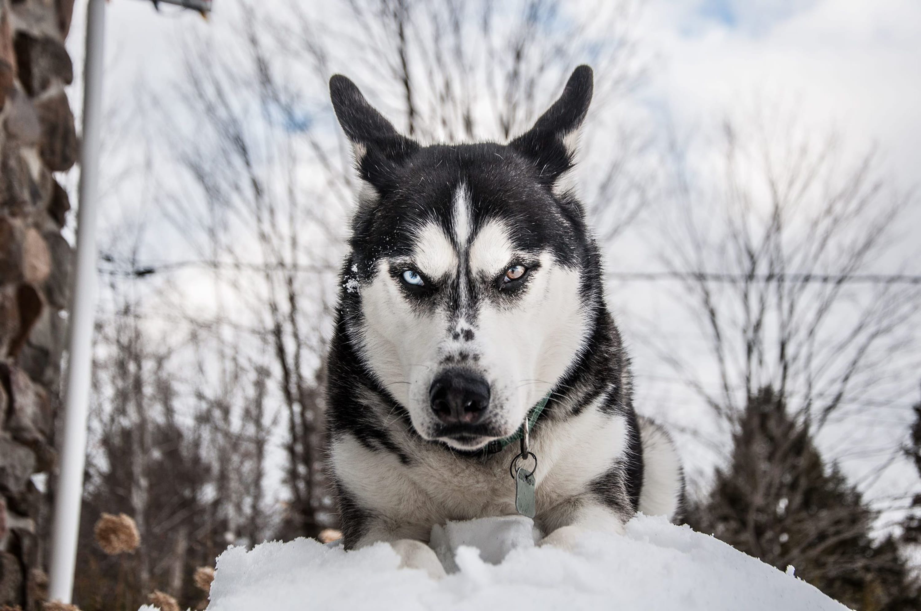 focus on foreground, animal, eye, snow, cold temperature, outdoors, day, no people, husky, sled dog, nature, mammal, dog, winter, siberian, angry, pets, HD Wallpaper