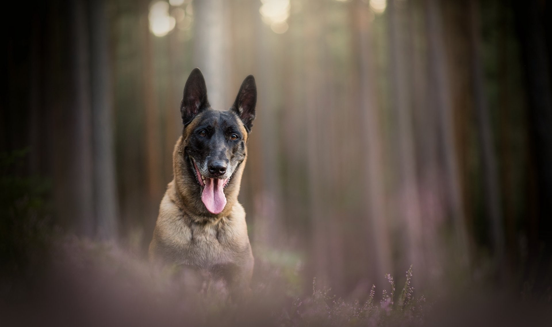 animal themes, portrait, selective focus, Belgian Malinois, nature, canine, tree, pets, 1080P, mammal, day, facial expression, outdoors, land, animal tongue, HD Wallpaper