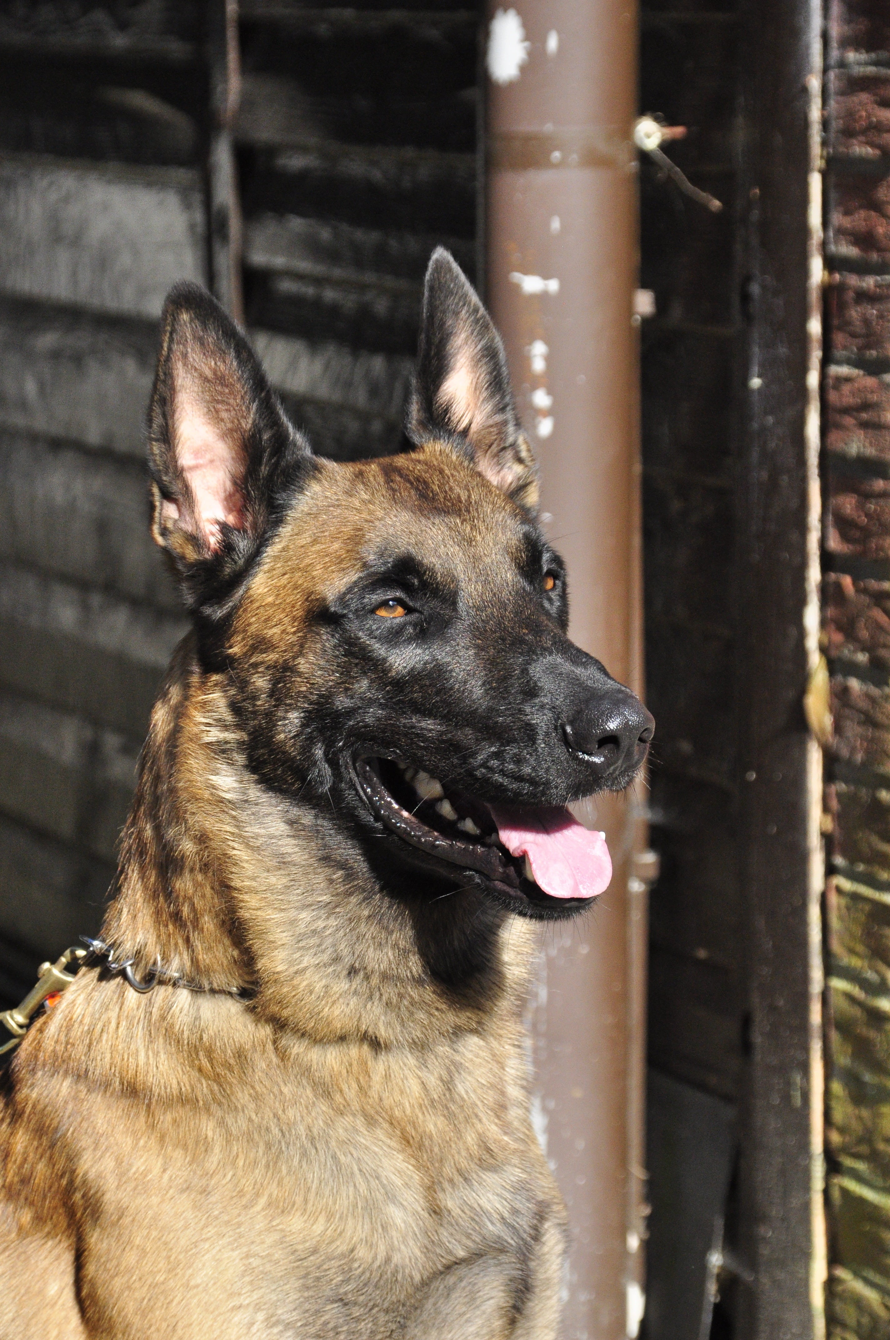 pets, one animal, animal head, german shepherd, no people, day, animal, looking away, 4K, domestic, portrait, animal themes, belgian malinois, working dog, Phone HD Wallpaper