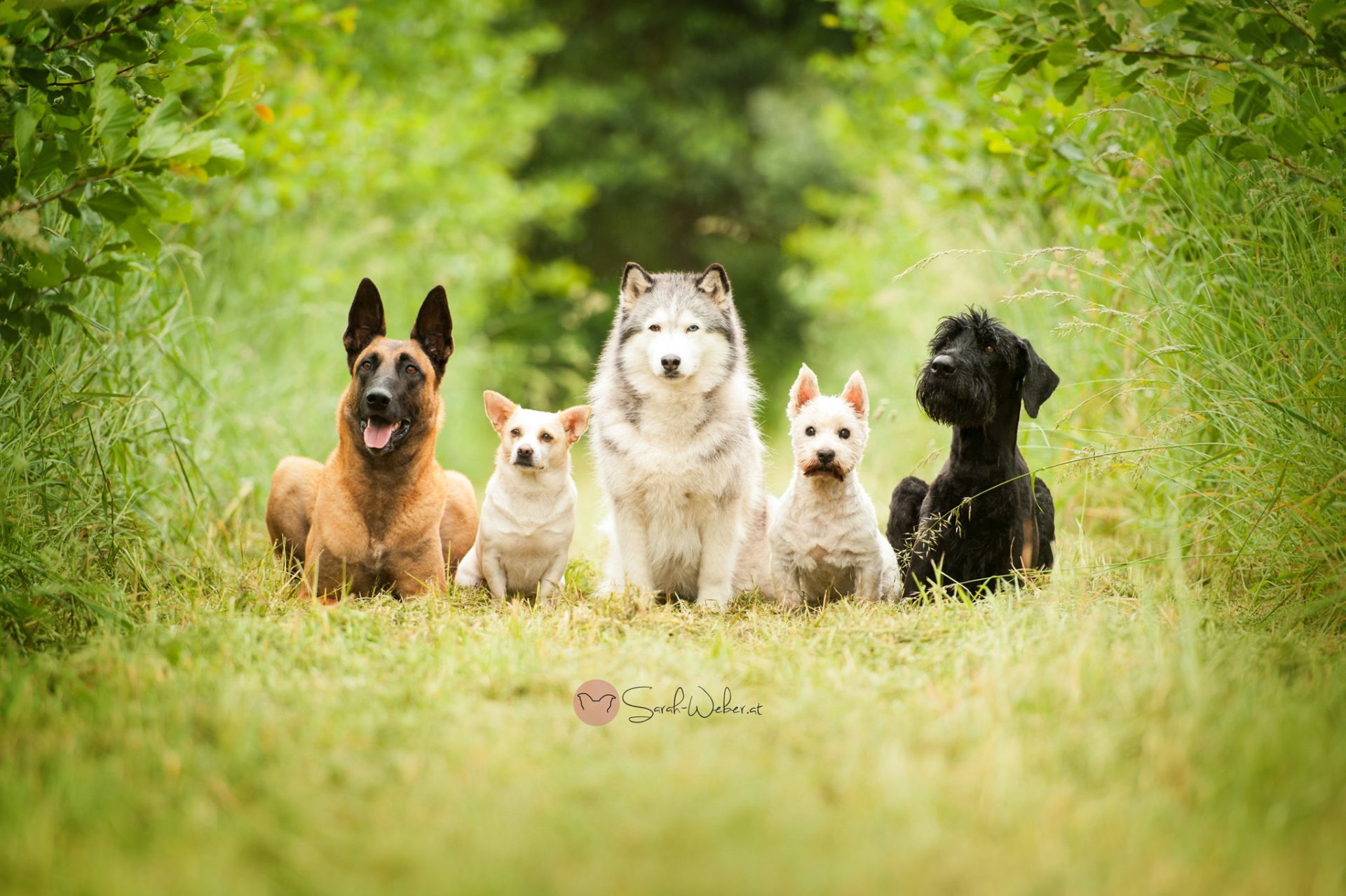Terrier, Dog, Belgian Malinois, 1080P, Pet, Dogs, HD Wallpaper