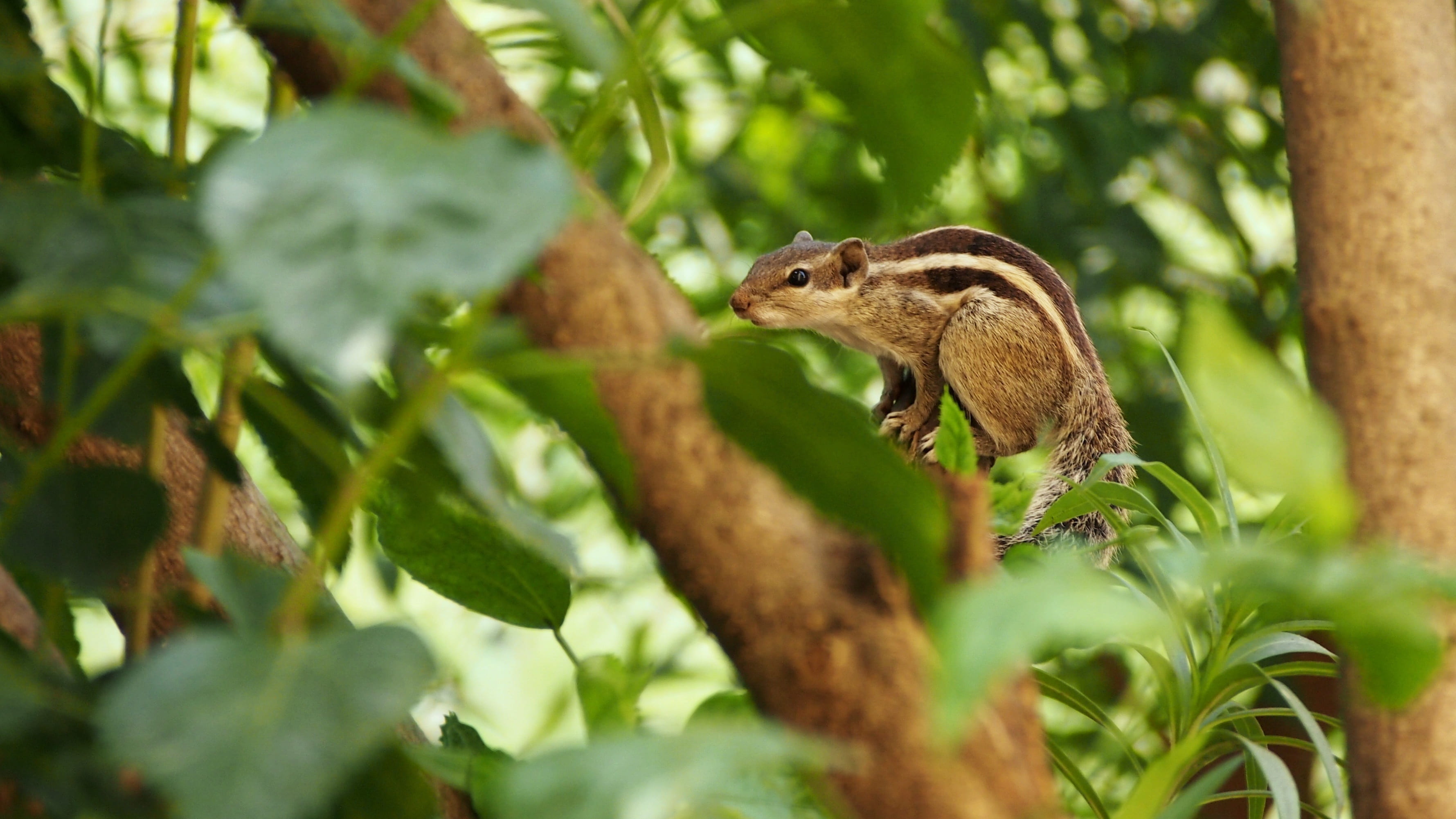 eating, outdoors, shallow, outdoor, squirrel, selective focus, mammal, plant part, indian palm squirrel, animal, striped, tail, animal wildlife, rodent, HD Wallpaper