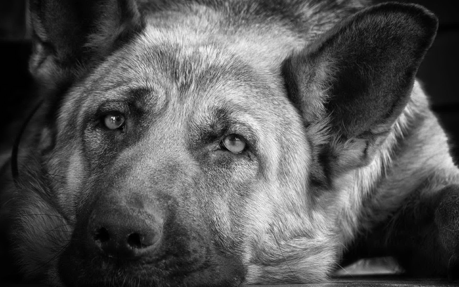 1080P, snout, animals, one animal, looking, no people, focus on foreground, close-up, mammal, German Shepherd, domestic, contemplation, domestic animals, HD Wallpaper