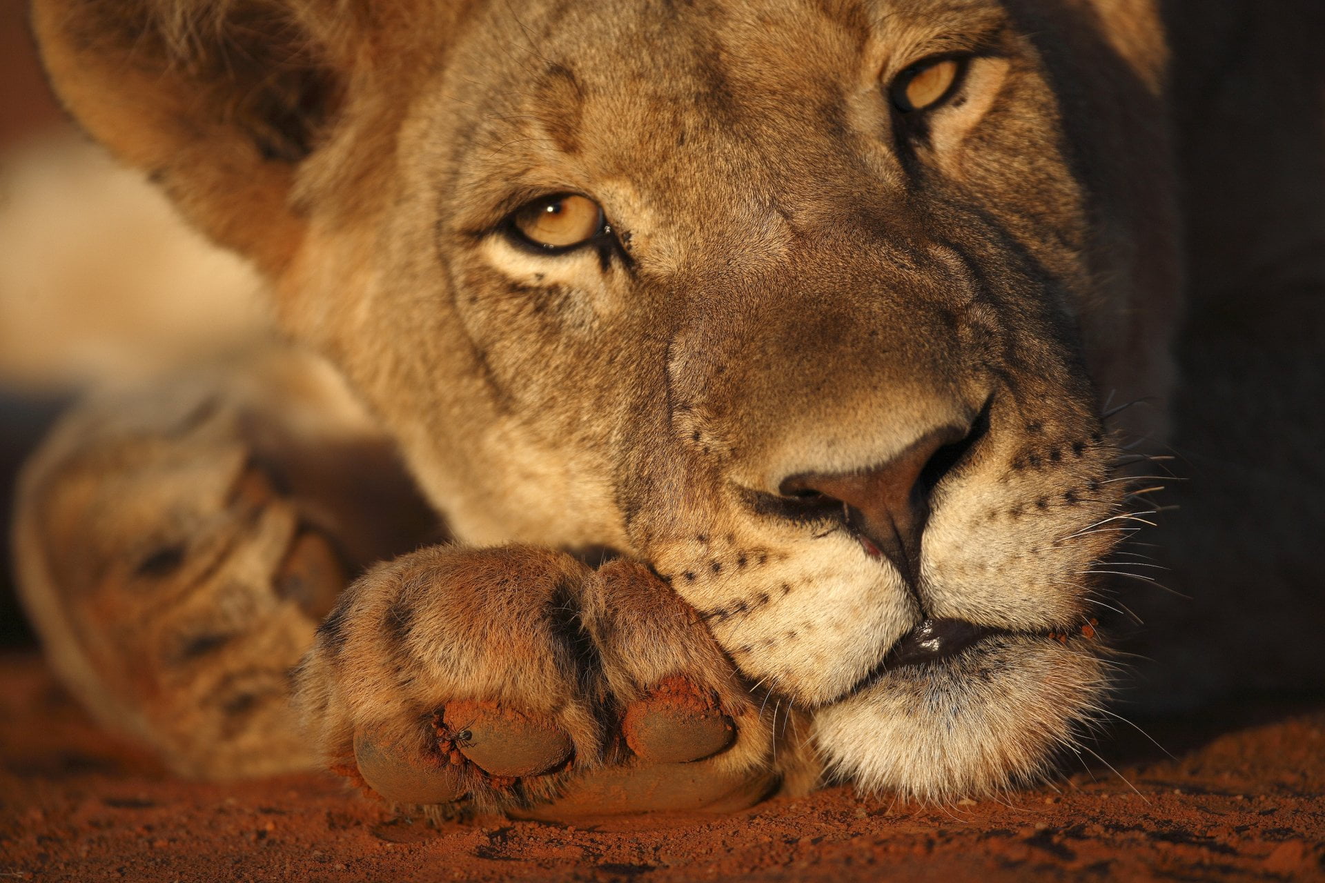 Stare, lioness, animals in the wild, pets, Cats, animal body part, relaxation, Lion, mammal, 1080P, Close-Up, carnivora, cat, predator (Animal), animal, HD Wallpaper