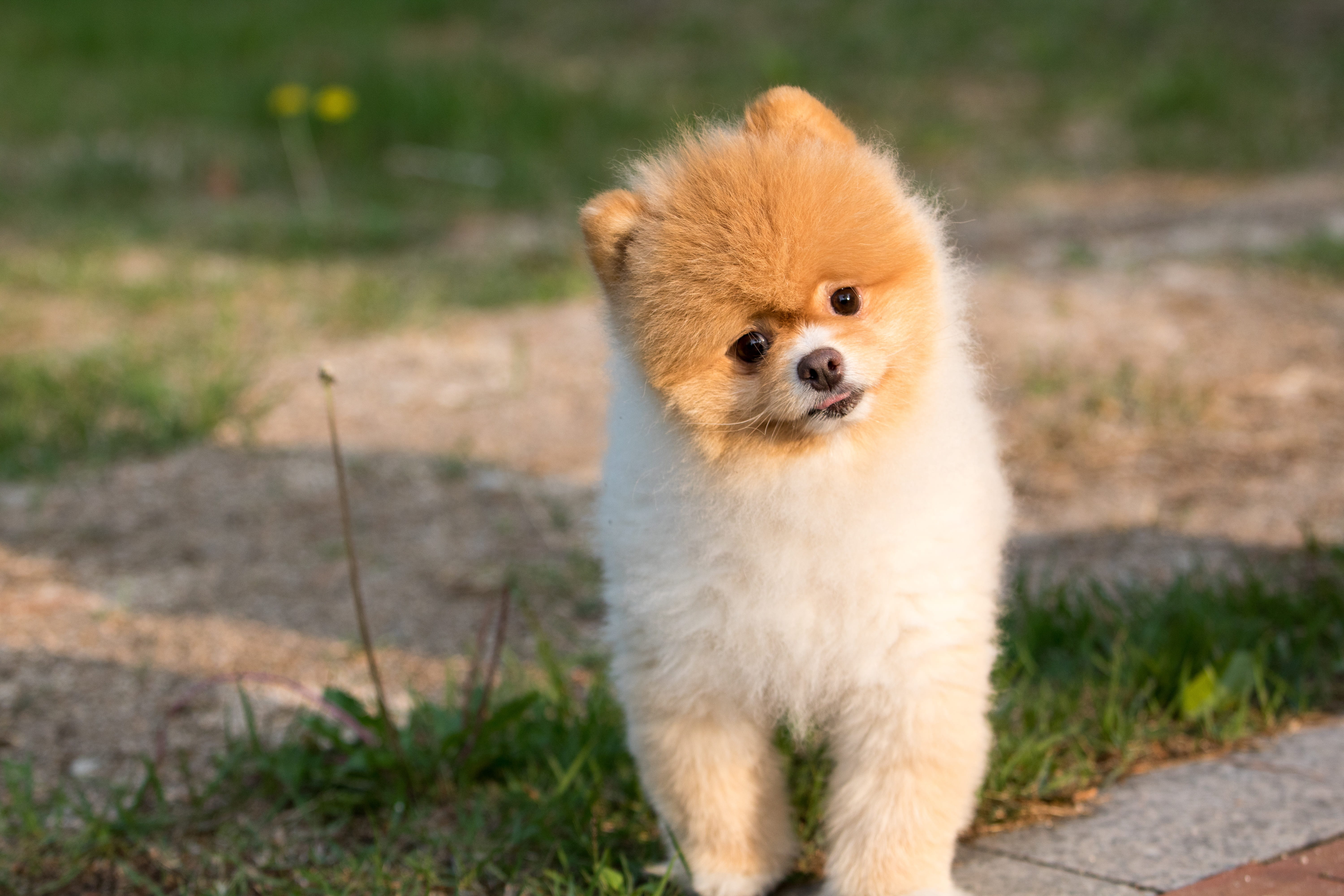 animal, lovely, stare, animal wildlife, untitled, pets, snow, cute, 5K, dog, domestic, canine, dog and, small, animal themes, no people, mammal, pet, puppy, HD Wallpaper