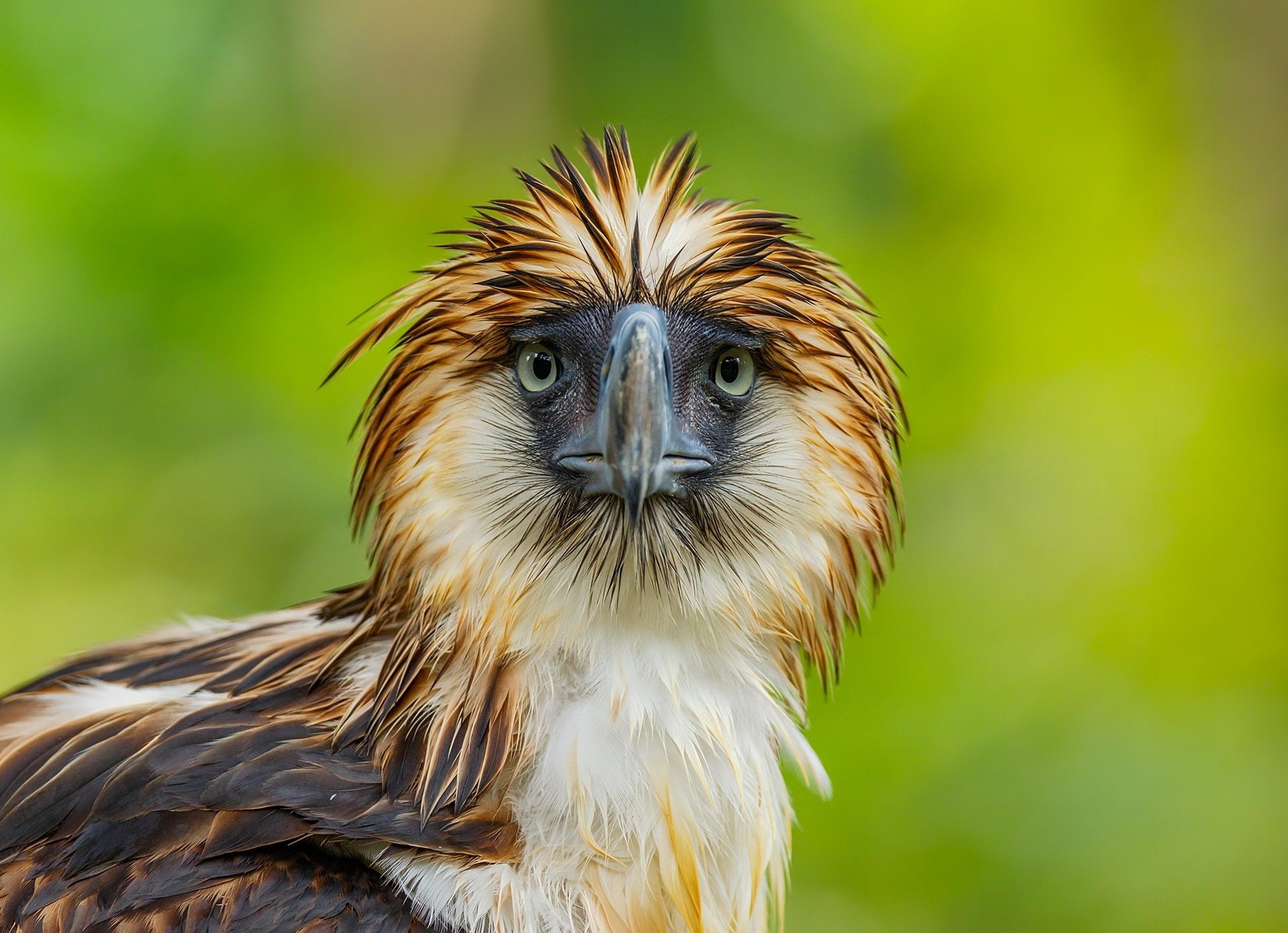 Beak, Eagle, Wildlife, Philippine Eagle, Bird Of Prey, 1080P, Birds, Stare, HD Wallpaper
