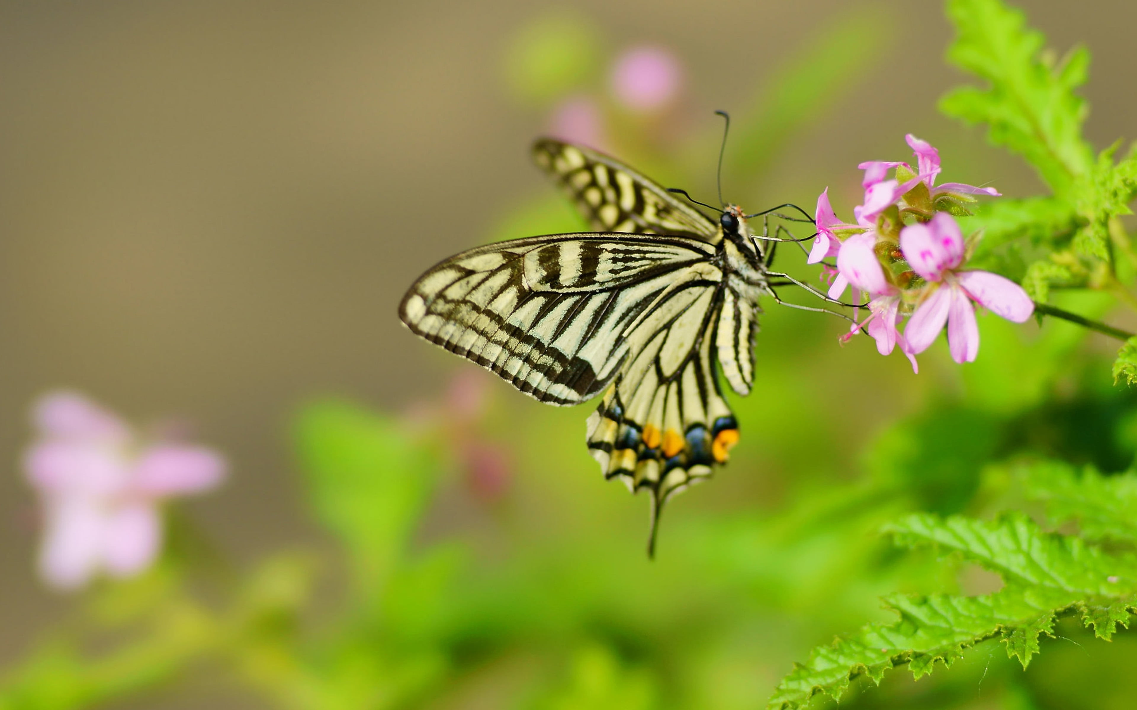 pollination, plant, insect, vulnerability, no people, flower head, animals in the wild, butterfly, 4K, swallowtail, flower, large, papilio, focus on foreground, HD Wallpaper
