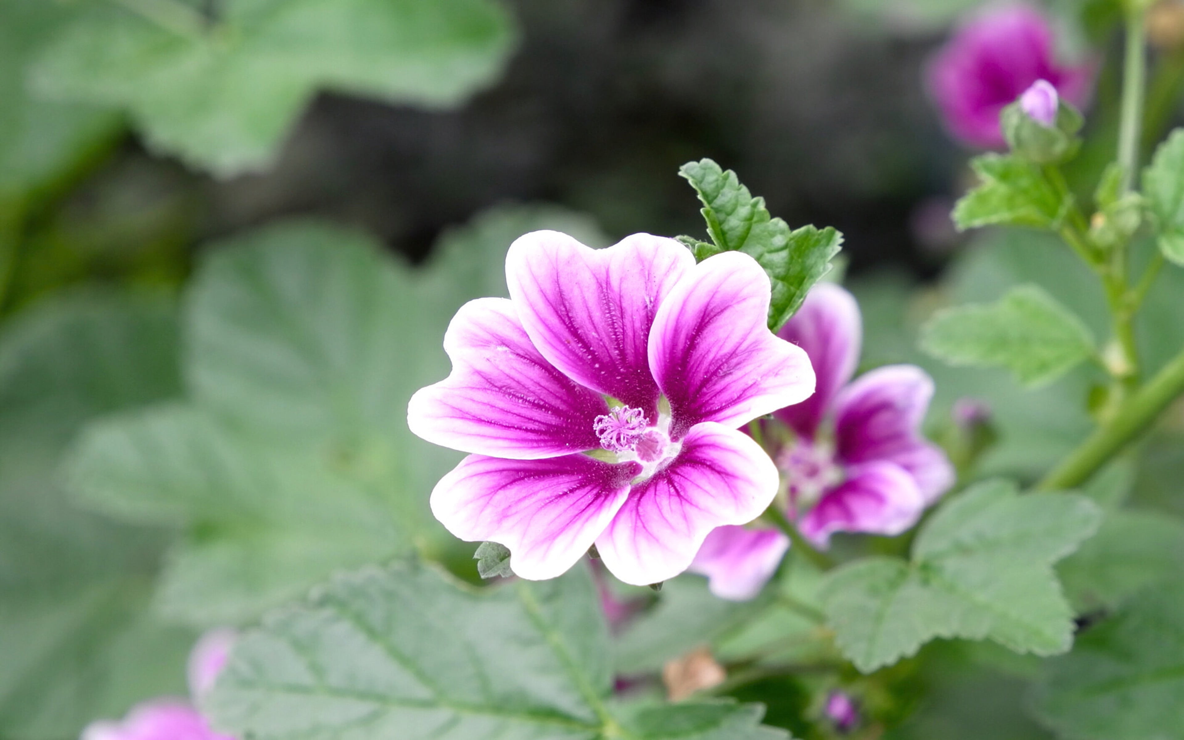 velvet, flower, pink color, nature, desktop, growth, plant, purple, 4K, inflorescence, no people, laptop, vulnerability, ultra, tv, malvaceae, petal, mobile, HD Wallpaper