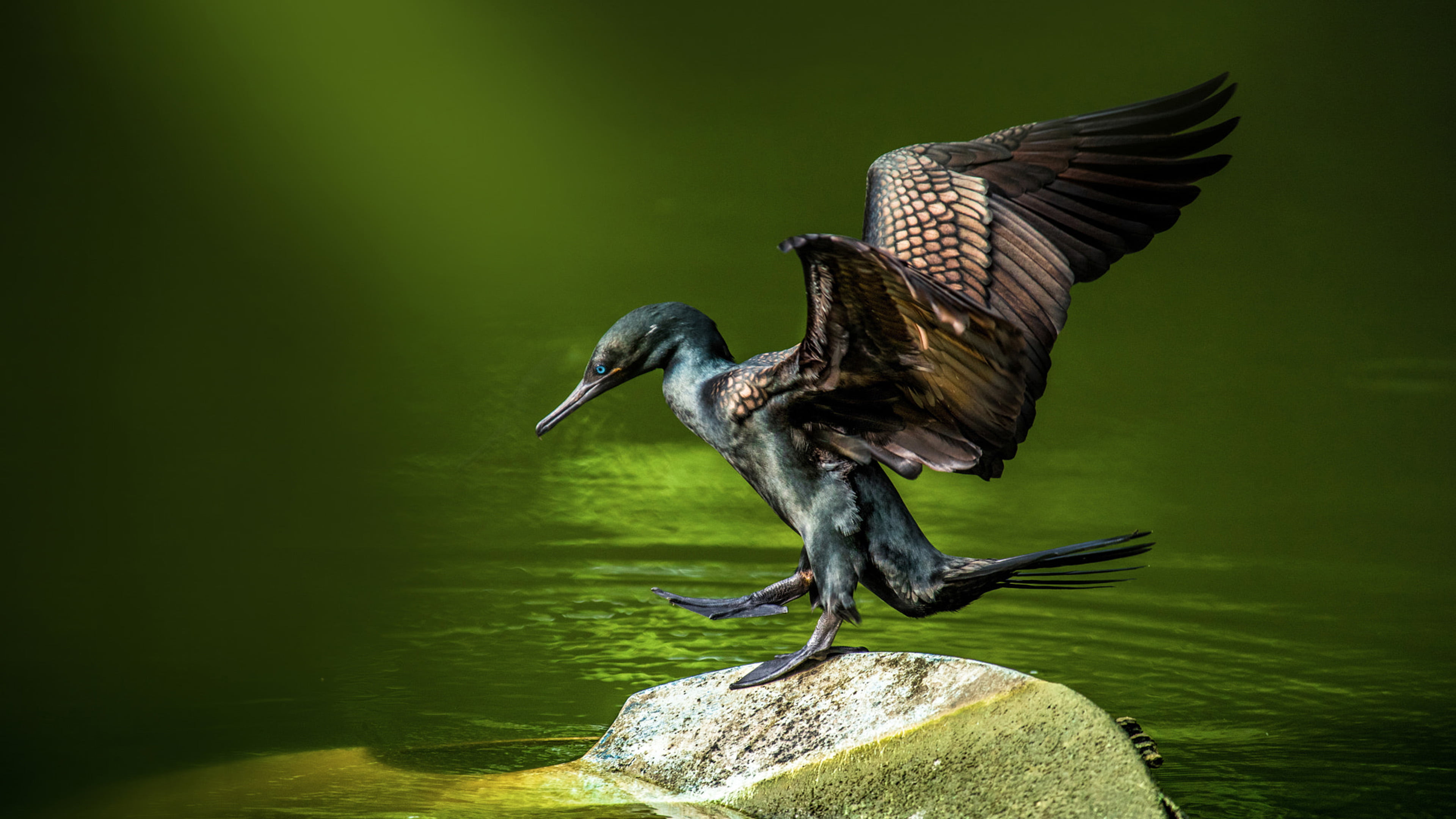 areas, water, metallic, bird, day, no people, animals in the wild, animal wildlife, animal, solid, lake, spread wings, vertebrate, nature, birds, aquatic, HD Wallpaper