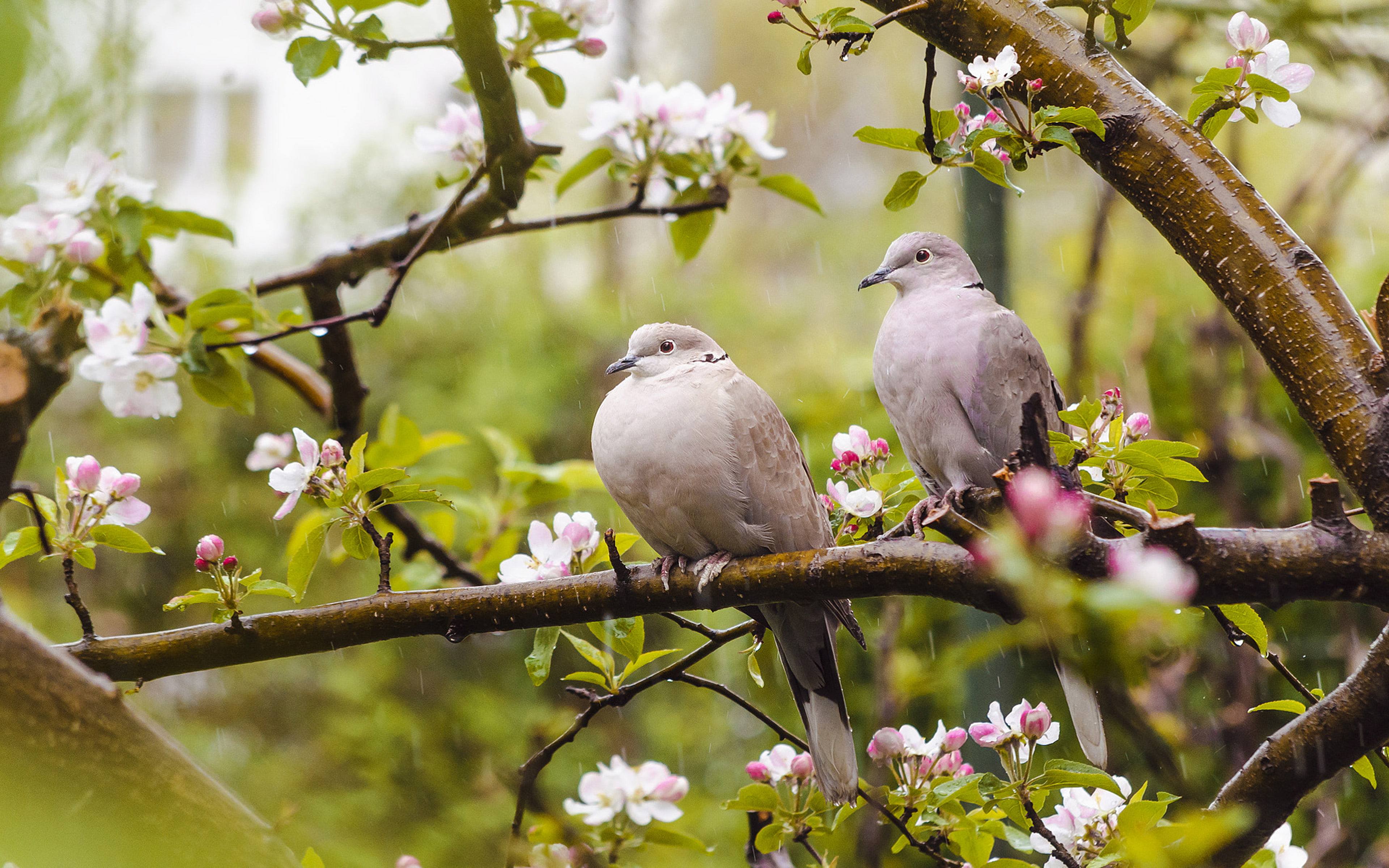  warm, asia, collared, dove, born, bird, rain, spring, apple, moderate, eurasian, flowers, 4K, desktop, type, subtropical, HD Wallpaper