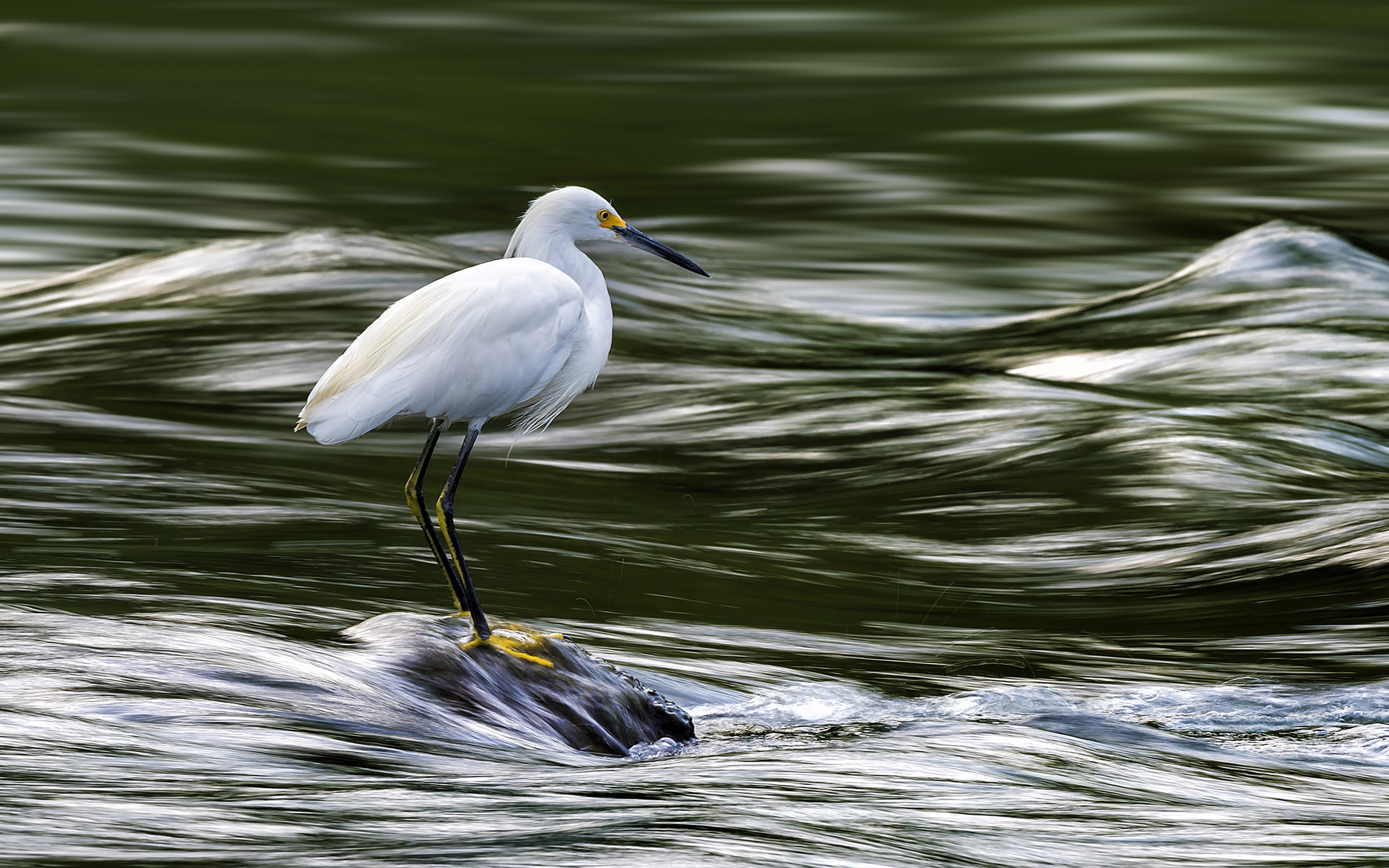 lake, snowy, animals in the wild, egretta, name, white, computer, animal themes, bird, beauty in nature, vertebrate, egret, waterfront, nature, HD Wallpaper