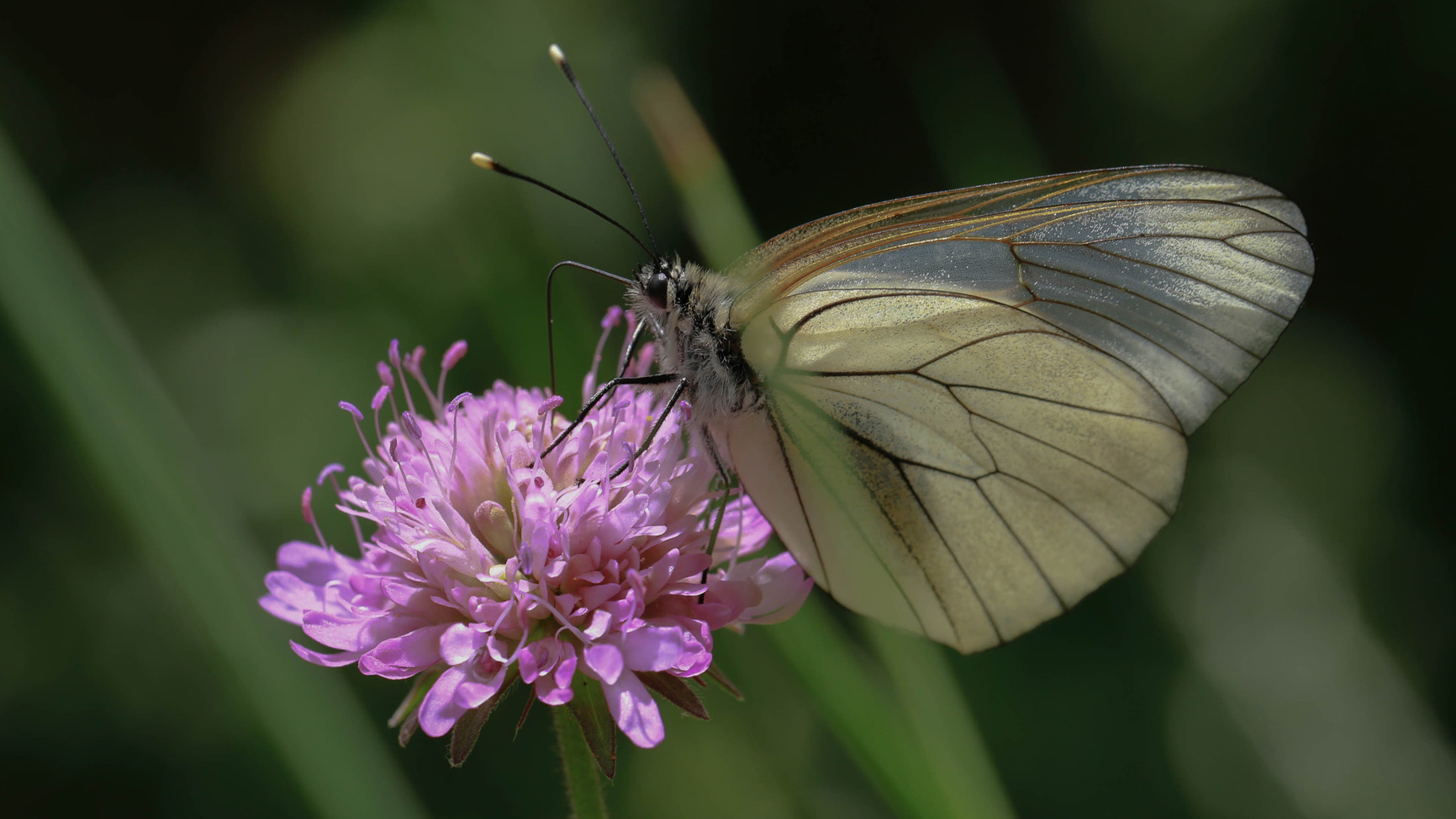 freshness, fragility, desktop, hd, invertebrate, animal wildlife, plant, veined, europe, 4K, crataegi, populated, black, butterfly, beauty in nature, HD Wallpaper