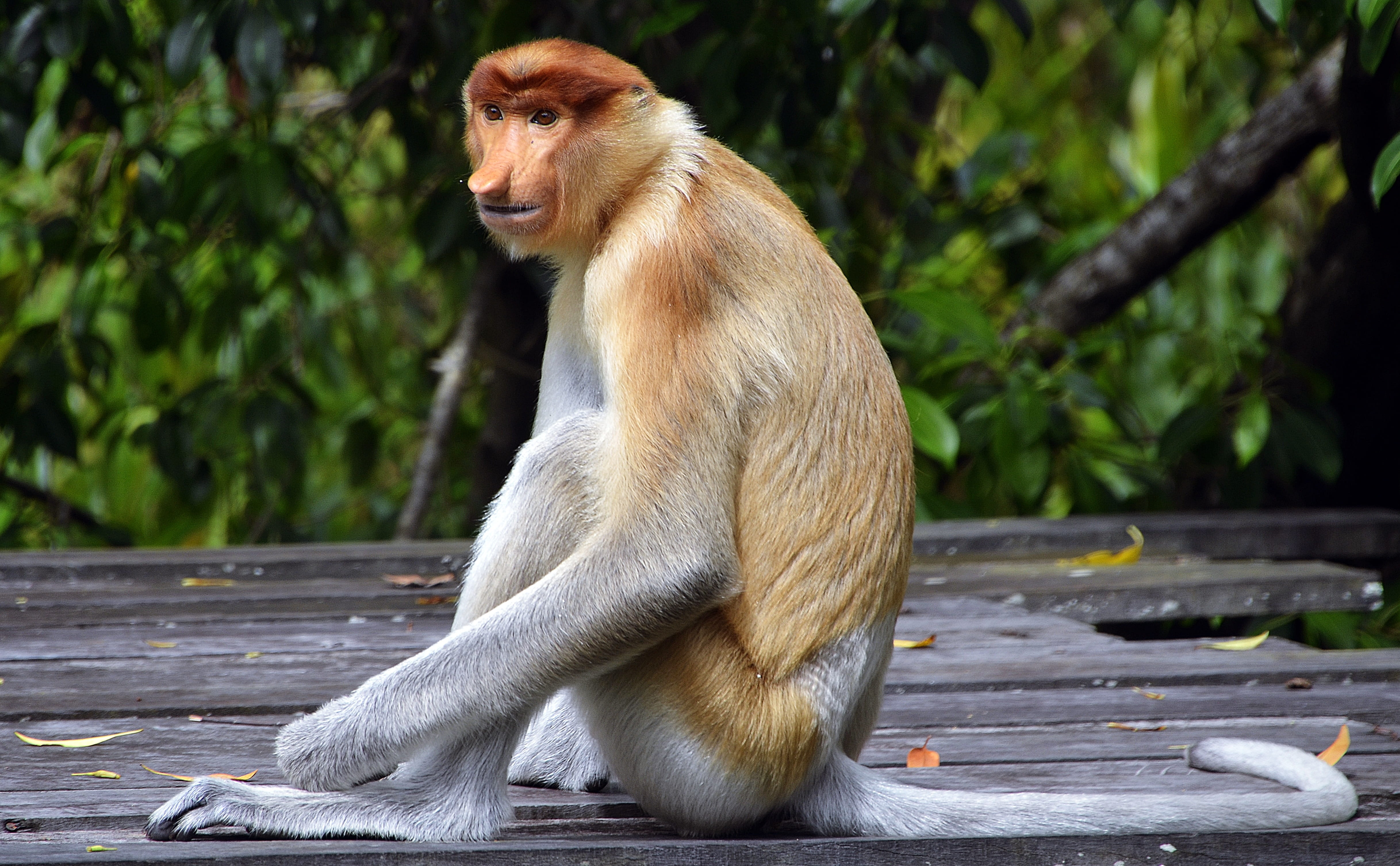 primate, focus on foreground, proboscis, one animal, animal, sitting, wildlife, big, nosed, ape, sabah, outdoors, tropical, wood, plant, monkey, nature, HD Wallpaper