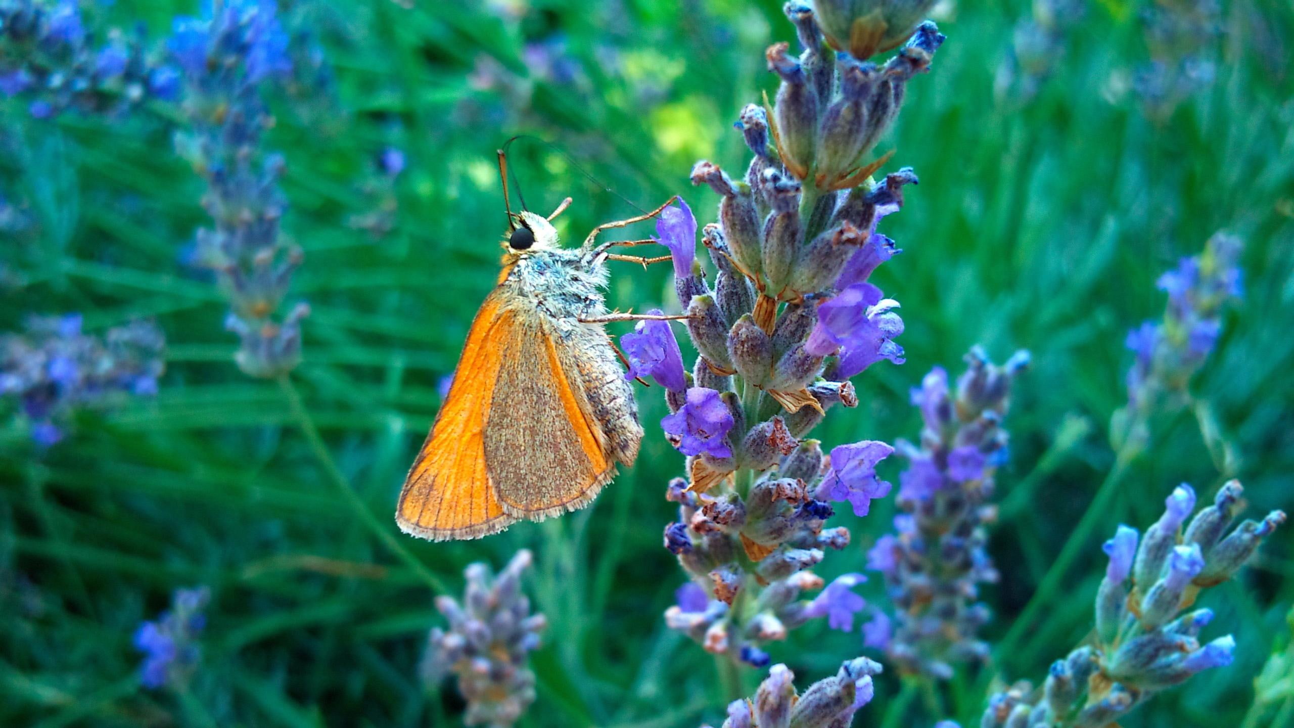 orange, insects, flowers, gatekeeper, animal, butterfly, 2K, animals, HD Wallpaper