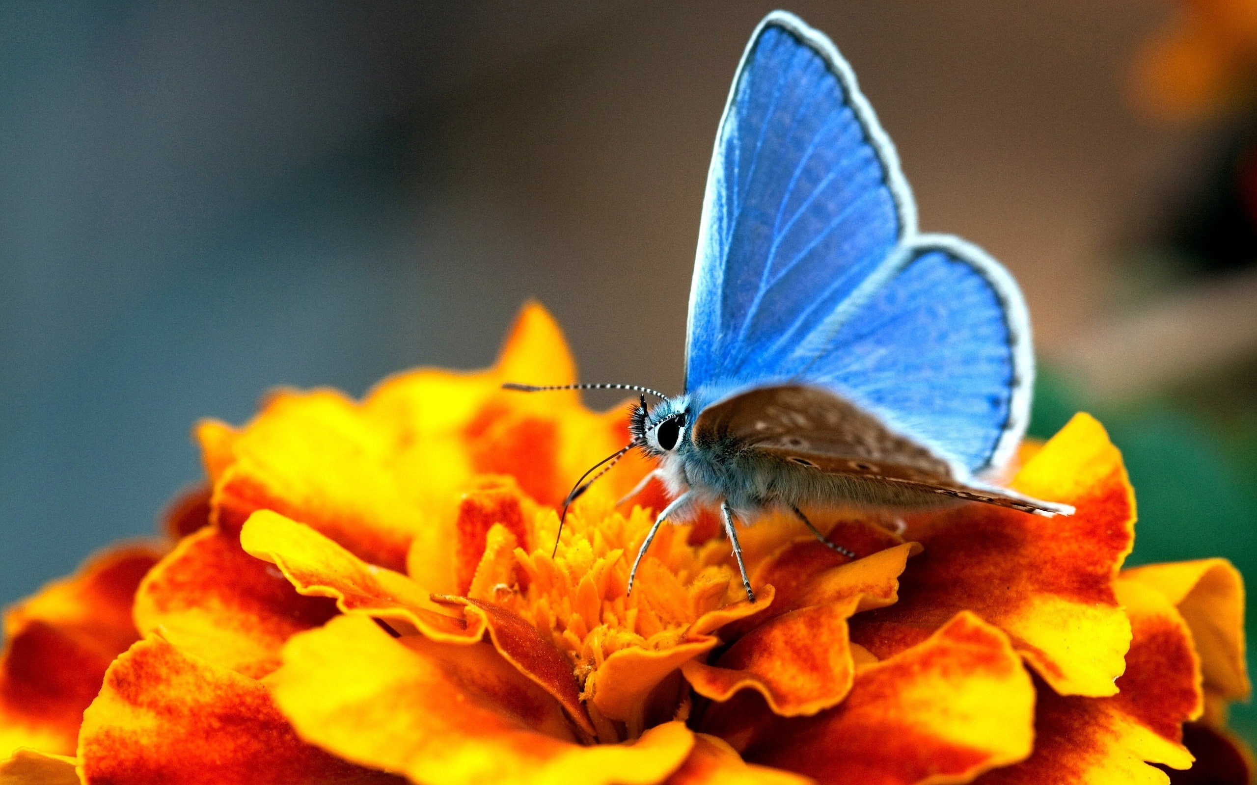 Blue, Butterfly, Flowers, Orange, 2K, HD Wallpaper
