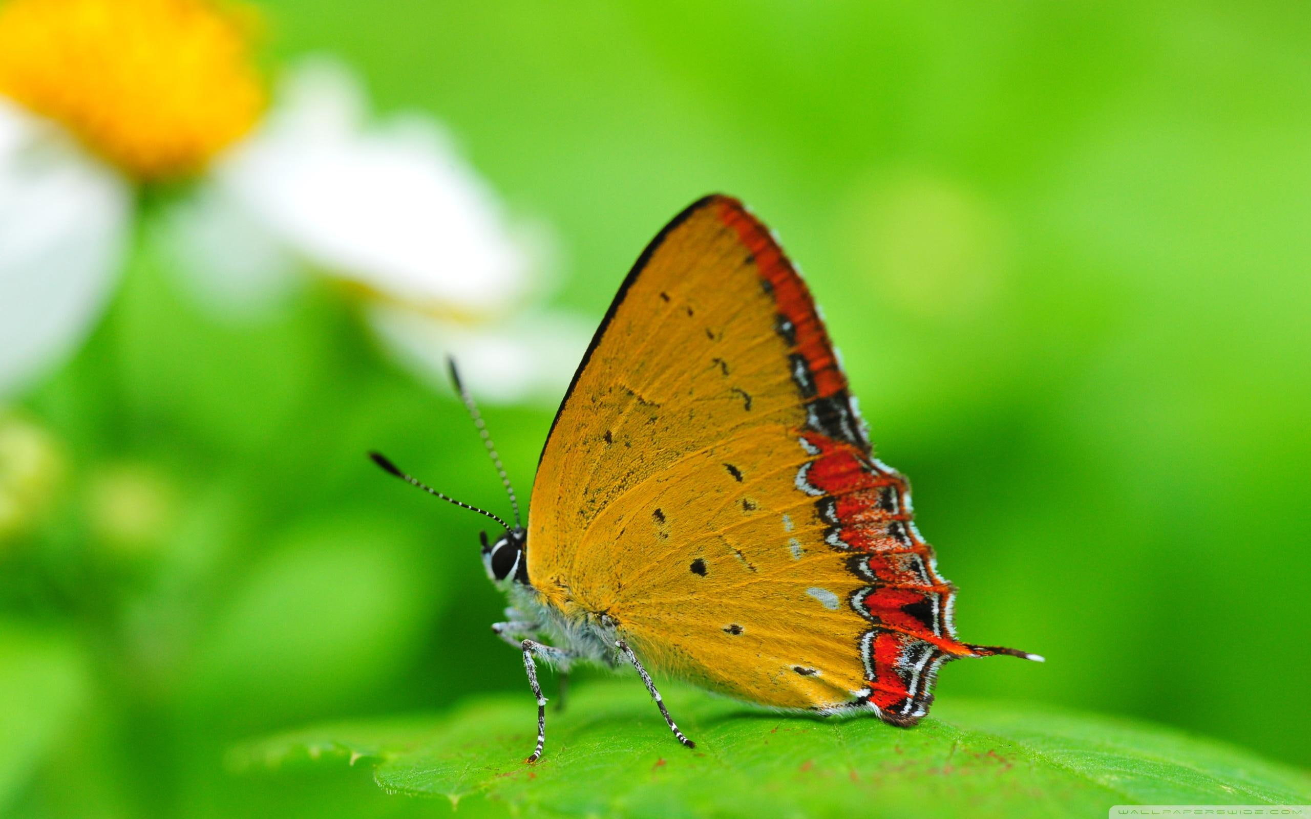 leaf, yellow, butterfly, animals, 2K, orange, red, flower, HD Wallpaper