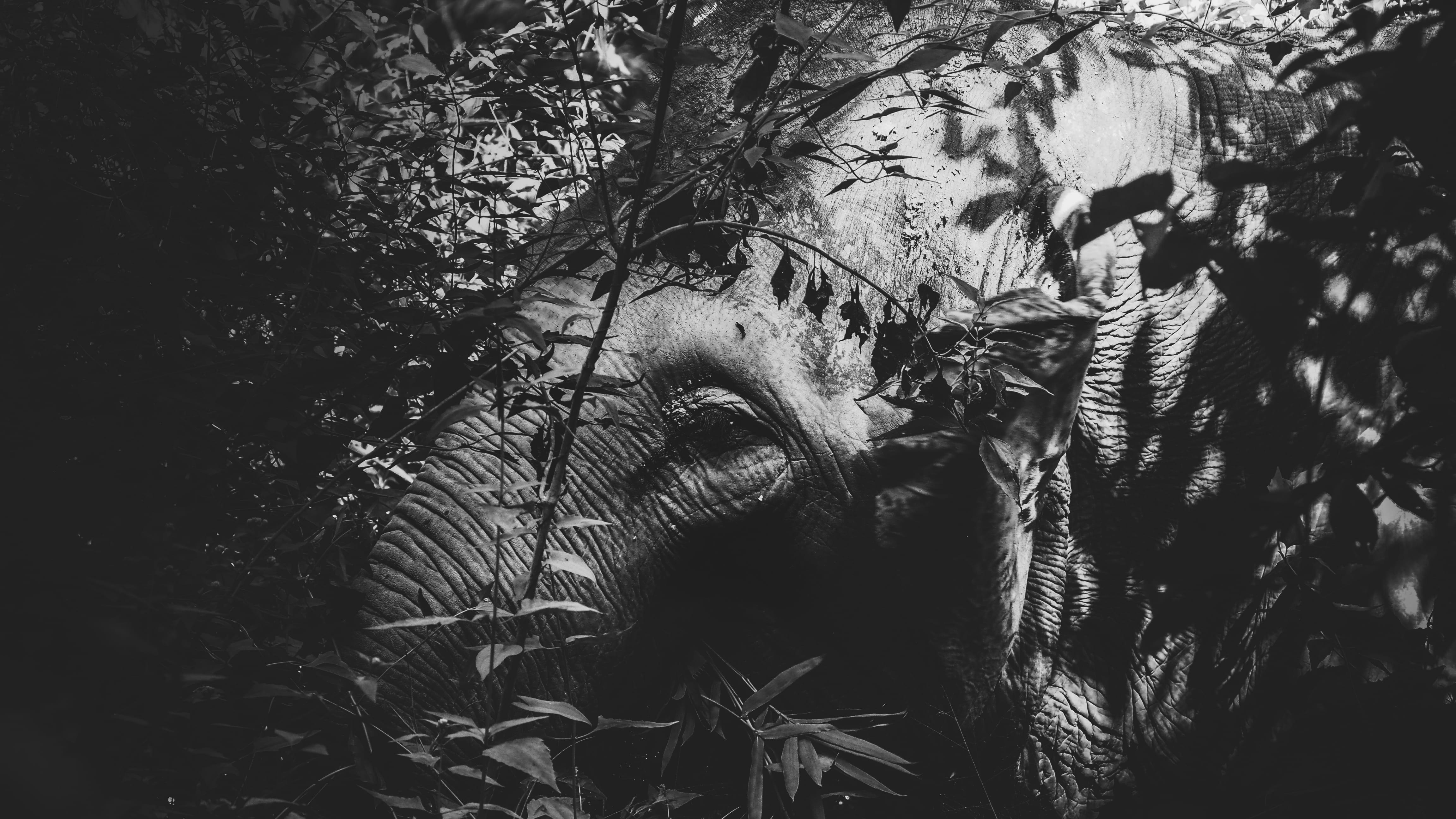 real people, wildlife, leisure activity, nature, elephant nature park, outdoors, tree trunk, land, digital composite, root, forest, human body part, rock, HD Wallpaper