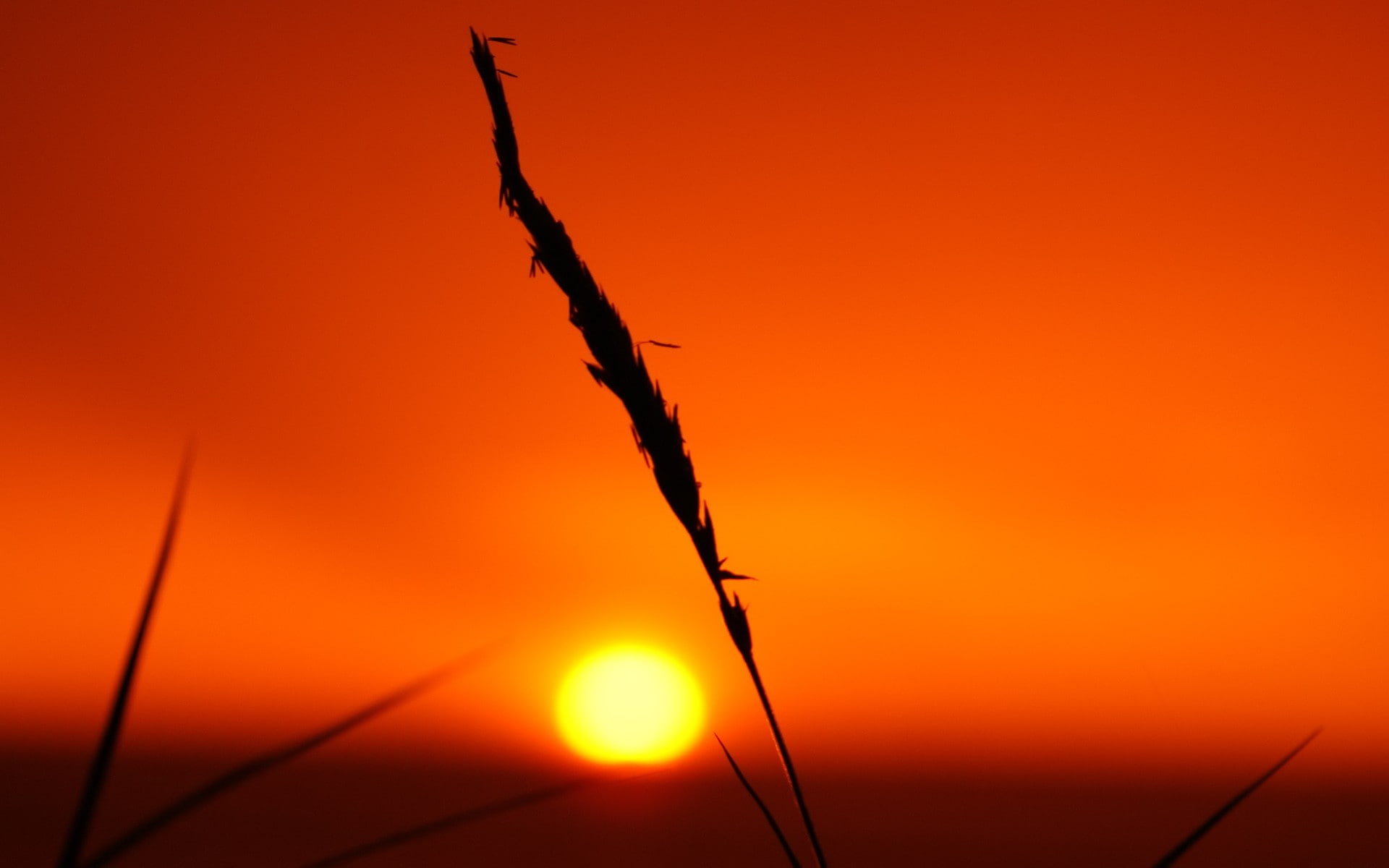 Golden Hour, Sun, nature, silhouette, sunset, 1080P, HD Wallpaper