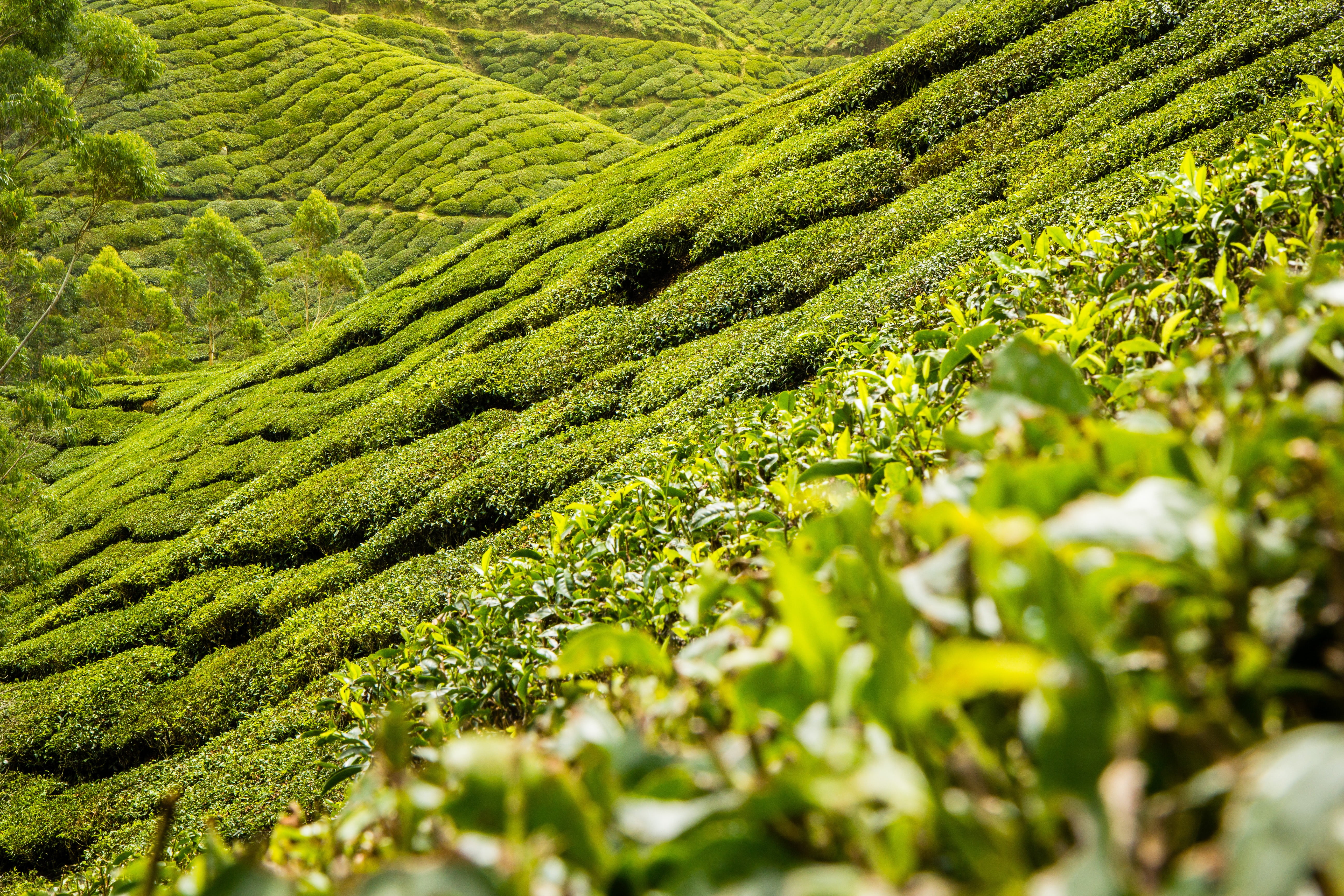 outdoors, freshness, southeast asia, tea plantation, no people, scenics - nature, land, beauty in nature, plant, cultivation, landscape, crop, rural Scene, HD Wallpaper