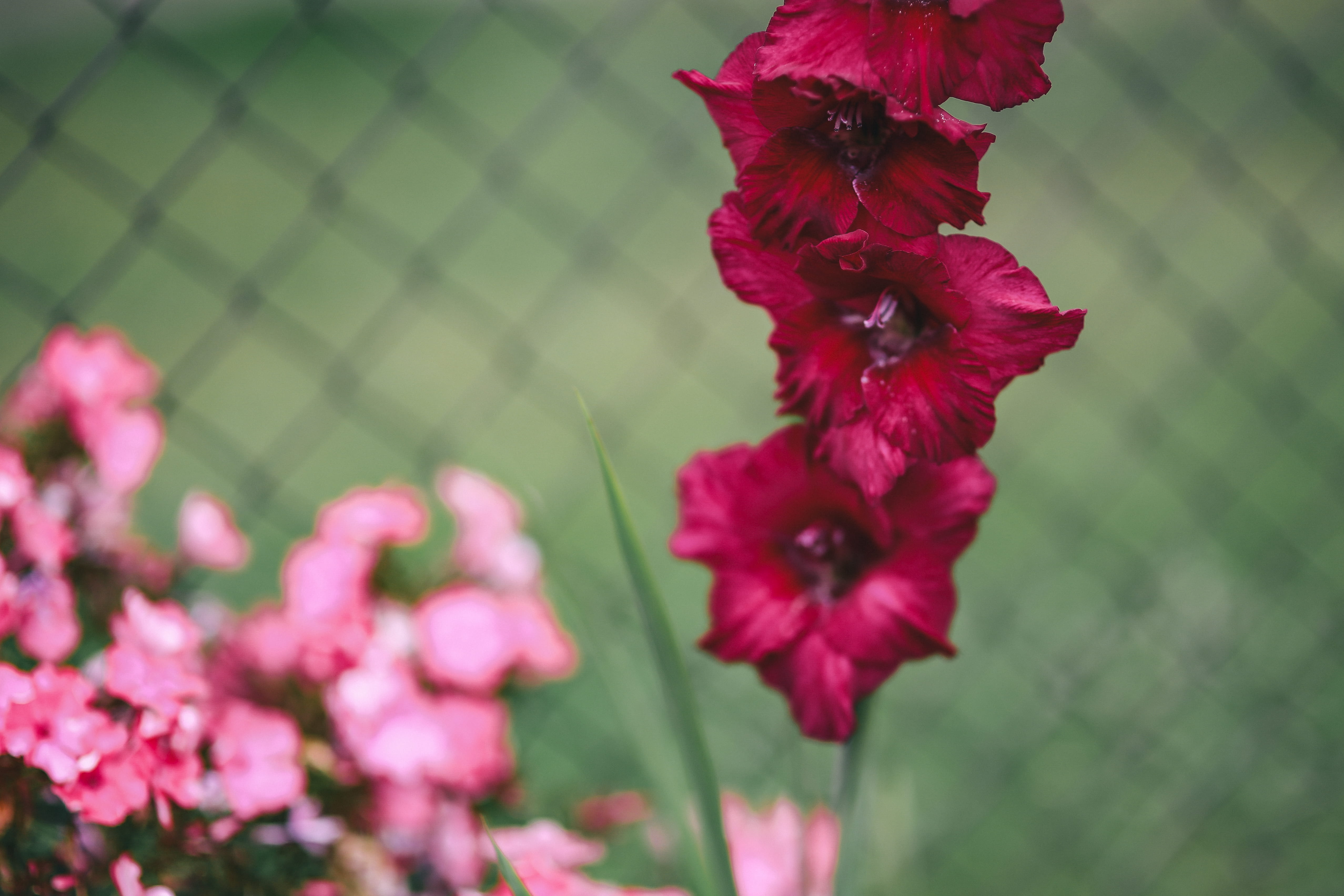 summer, fragility, flora, blooming, leaves, beauty In Nature, floral, growth, vegetables, focus on foreground, colorfull, day, fruits, freshness, Flowers, HD Wallpaper
