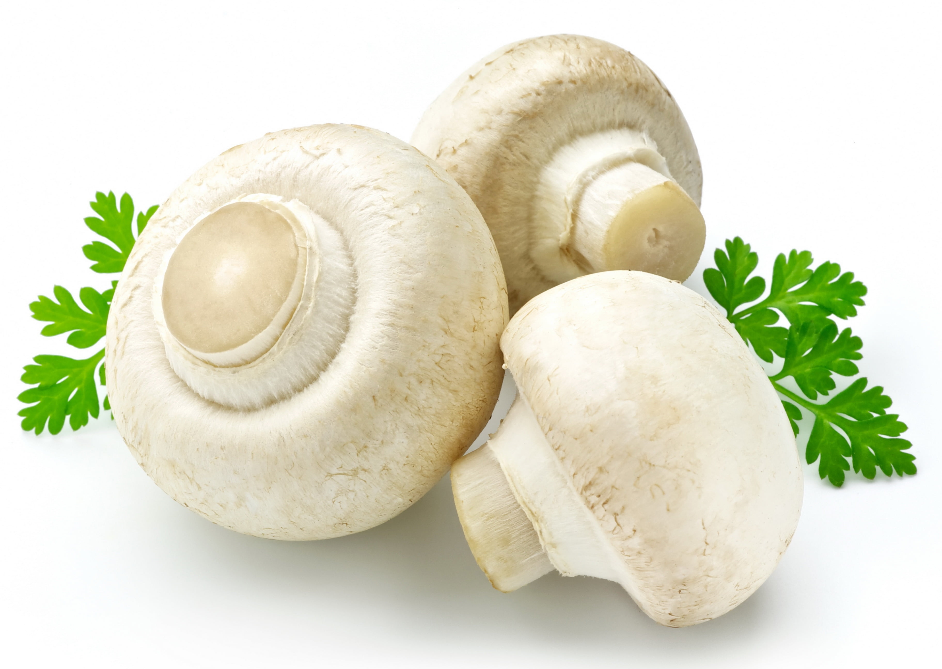 gourmet, raw Food, organic, edible Mushroom, no People, plant, healthy Eating, close-up, cooking, gray, herbs, ingredient, leaf, eating, dieting, single Object, HD Wallpaper