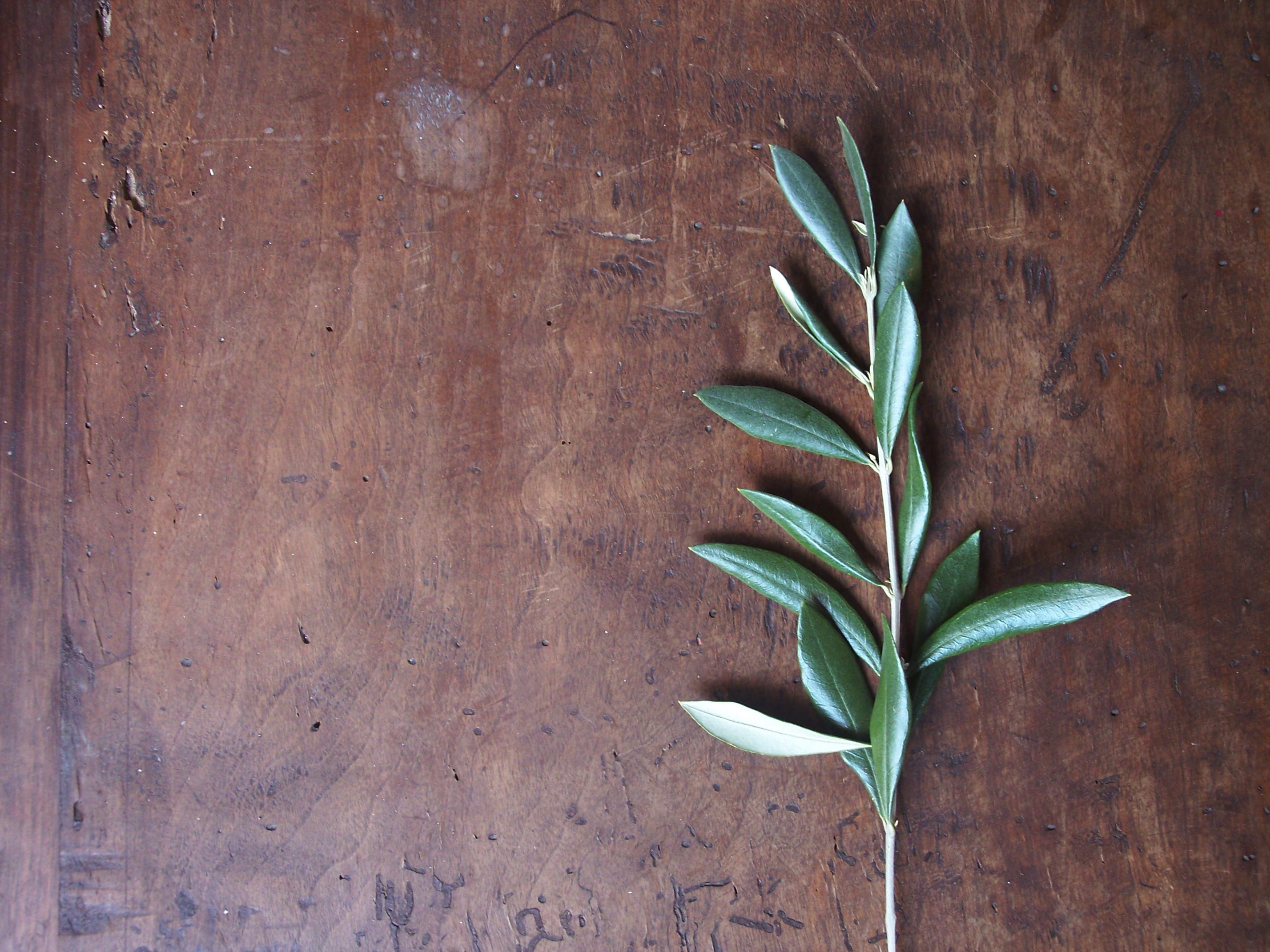 green color, vulnerability, freshness, table, olives, herb, branch, leaf, olivo, food and drink, olive branch, still life, indoors, fragility, wood - material, HD Wallpaper