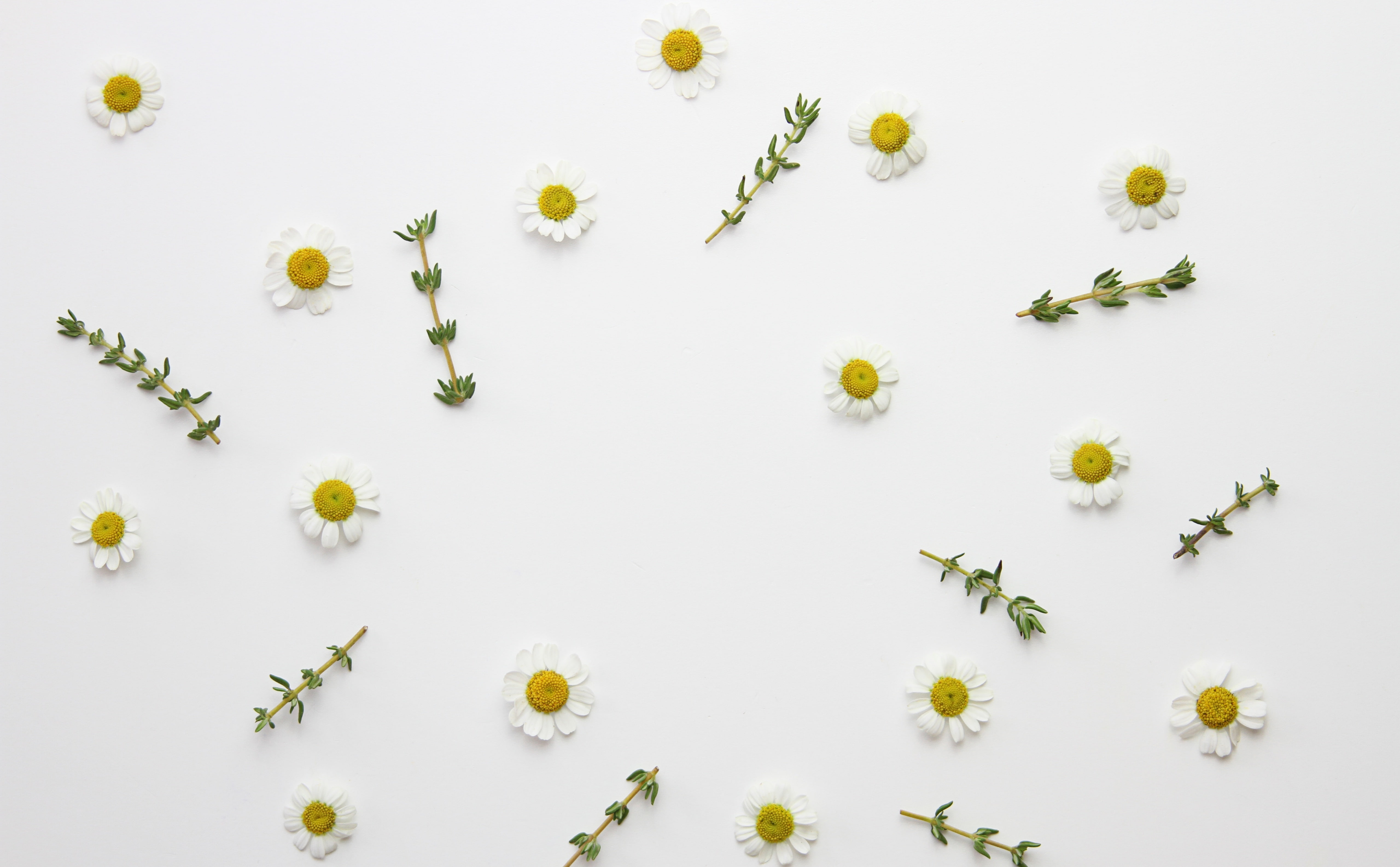 food, in a row, flower head, flowering plant, Plant, snack, Design, flower, herb, freshness, medicinal, Aero, aromatic, Flowers, Daisy, floral, directly above, HD Wallpaper
