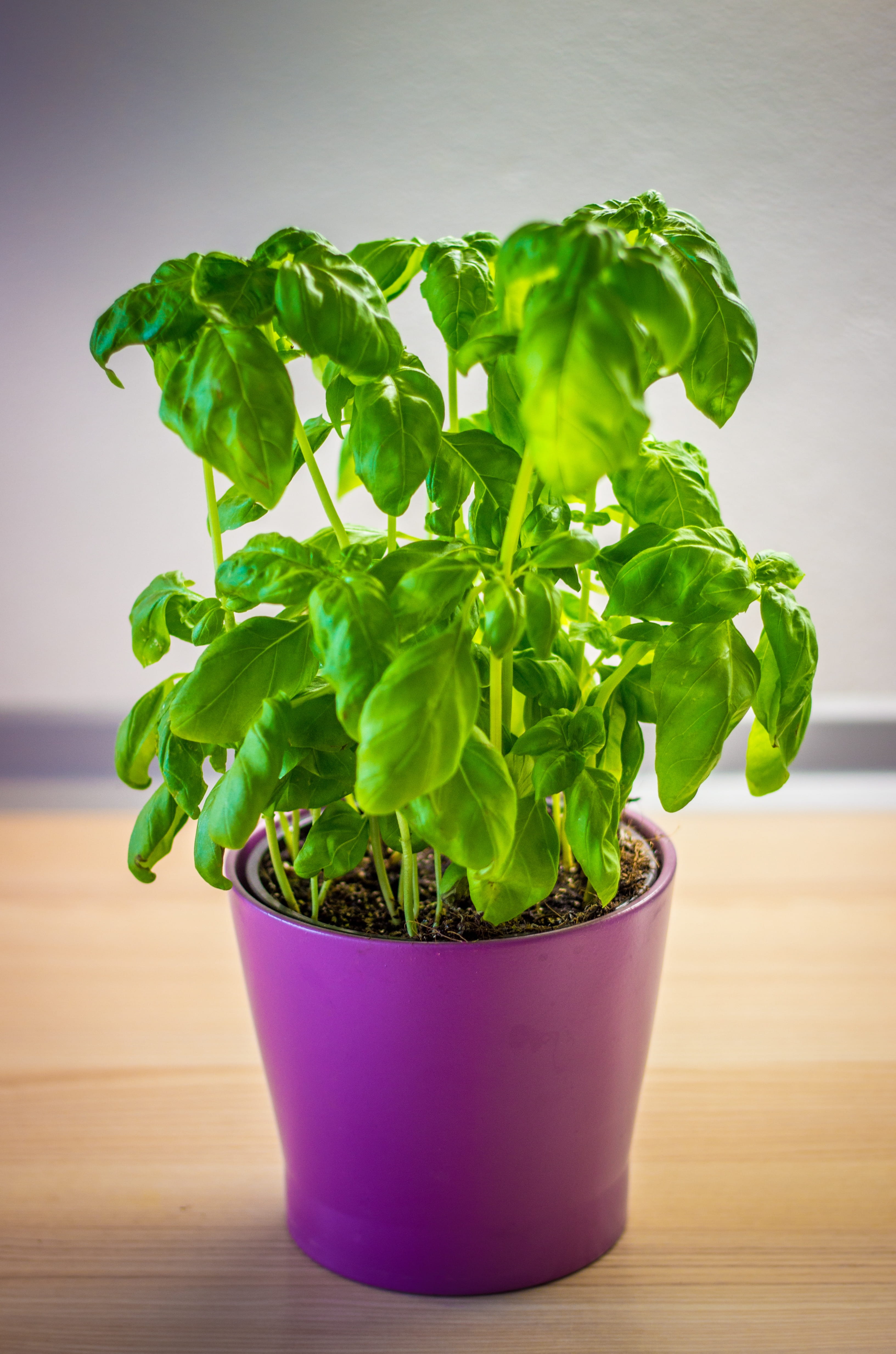 potted plant, leaves, freshness, vegetable, herb, flower pot, still life, herbs, plant, wellbeing, no people, table, food and drink, 4K, plant part, growth, Phone HD Wallpaper