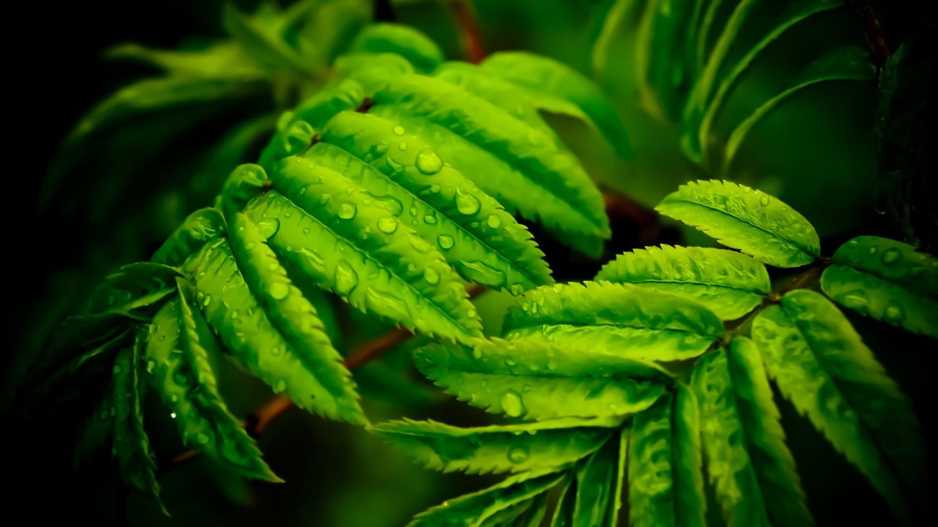 selective focus, water, nature, plant part, focus on foreground, green color, day, close-up, plant, outdoors, beauty in nature, healthy eating, herb, yellow, HD Wallpaper
