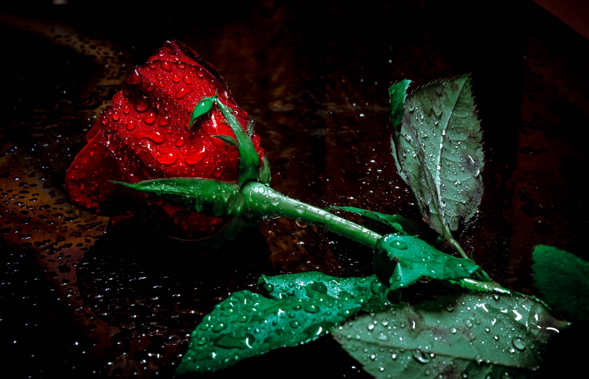 flowers, water, leaf, red, chili pepper, 1080P, food, nature, rose, pepper, indoors, close-up, freshness, drop, vegetable, black background, studio shot, HD Wallpaper