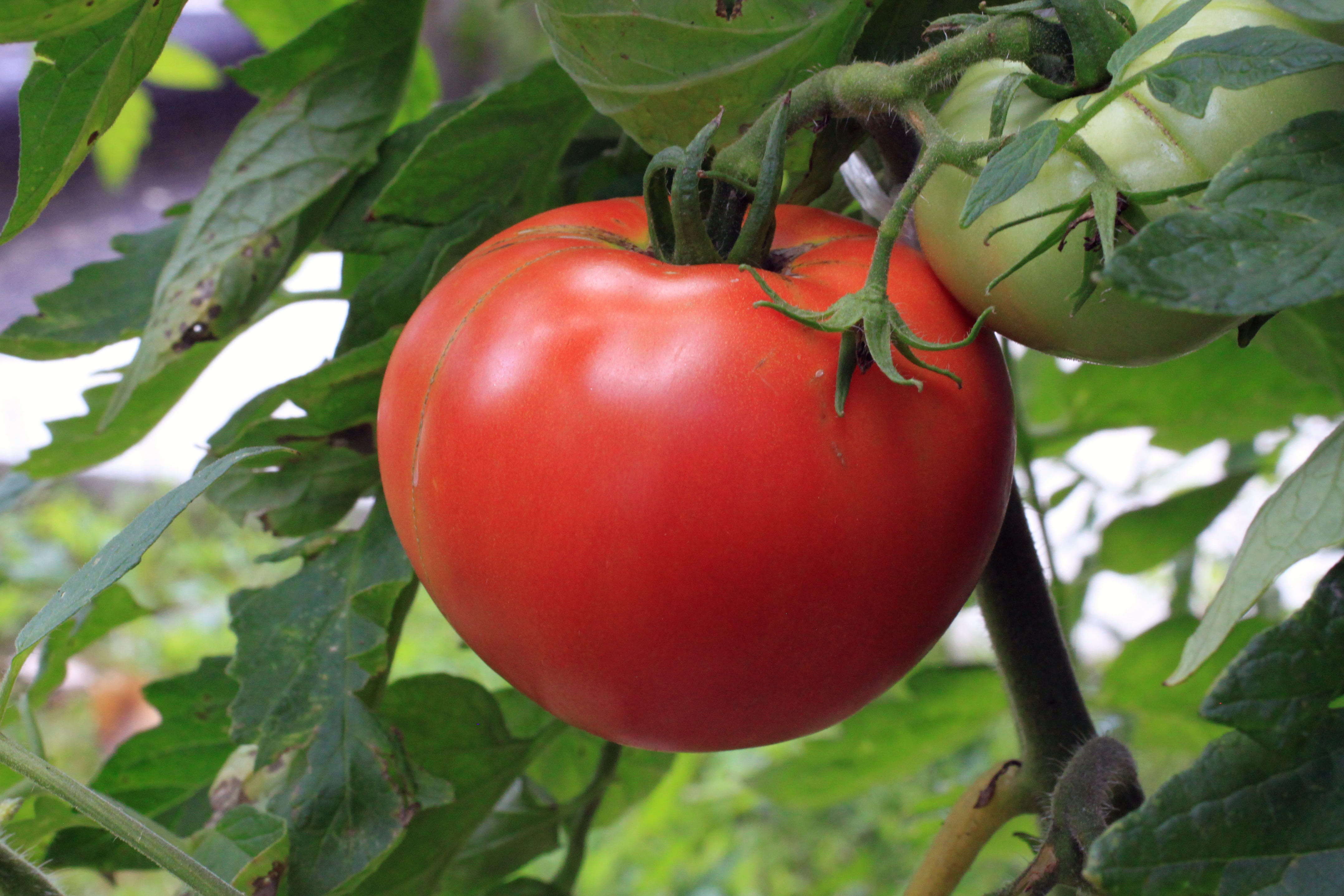 health, leaves, orange, plant, cultivated, 4K, green, tree, morning, organic, farm, vegetarian, fruit, tomato, rural, fresh, wellbeing, healthy eating, HD Wallpaper