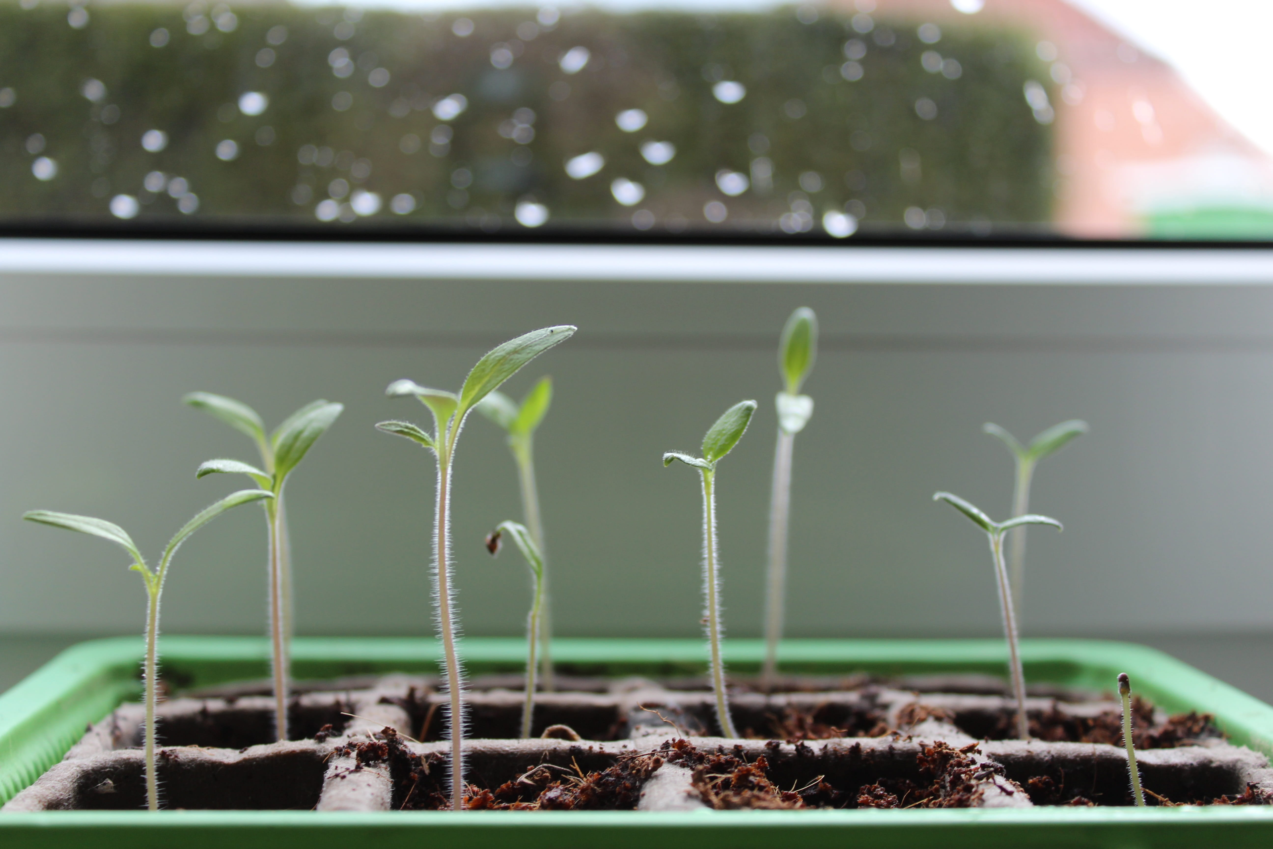seedling, tomato plant, selective focus, leaf, nature, green color, close-up, outdoors, sapling, spring, focus on foreground, no people, potted plant, 5K, HD Wallpaper