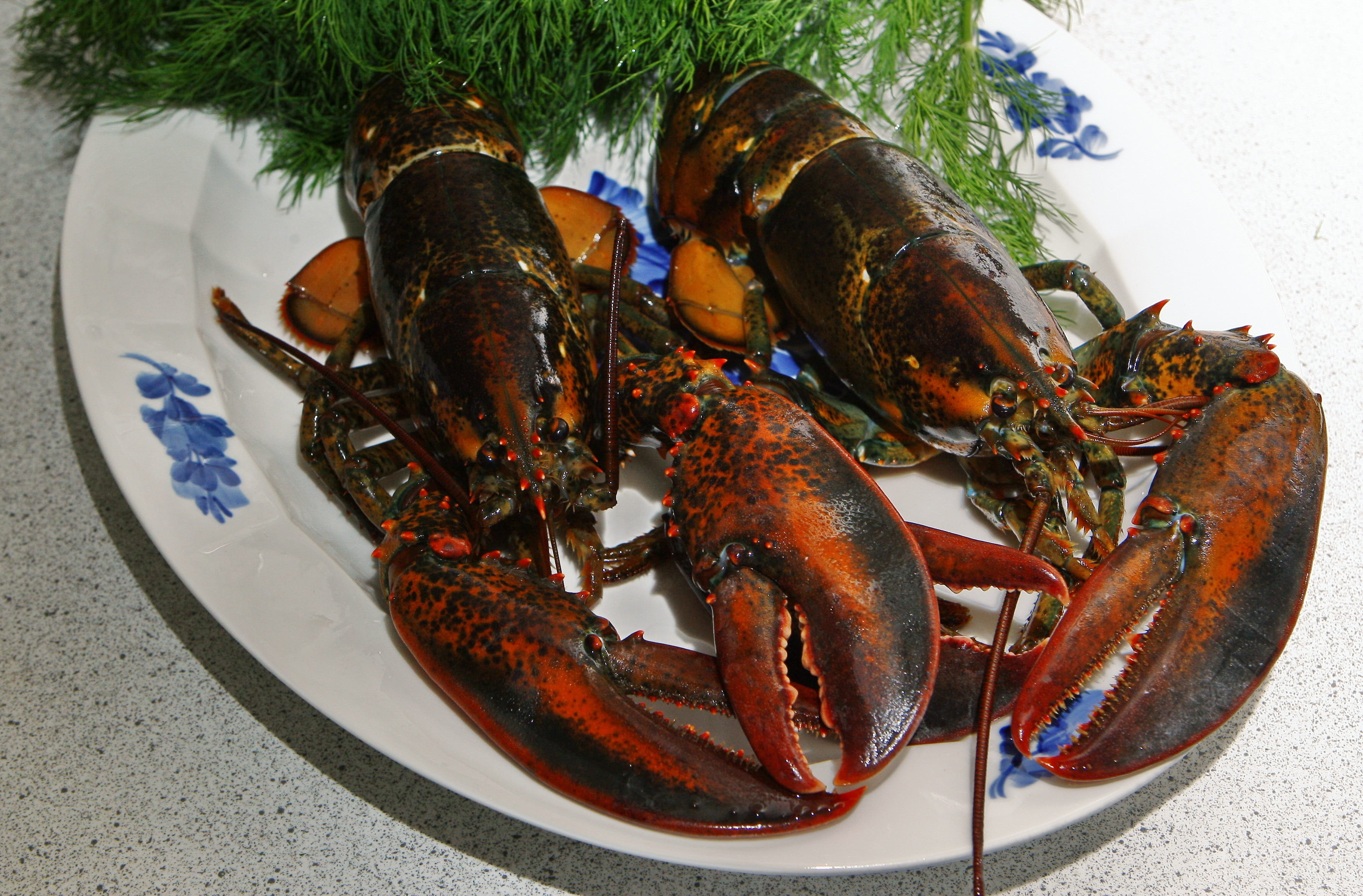 high angle view, taste, freshness, close-up, no people, ready-to-eat, food and drink, plate, animal wildlife, lobster, luxury, indoors, danish lobster, HD Wallpaper