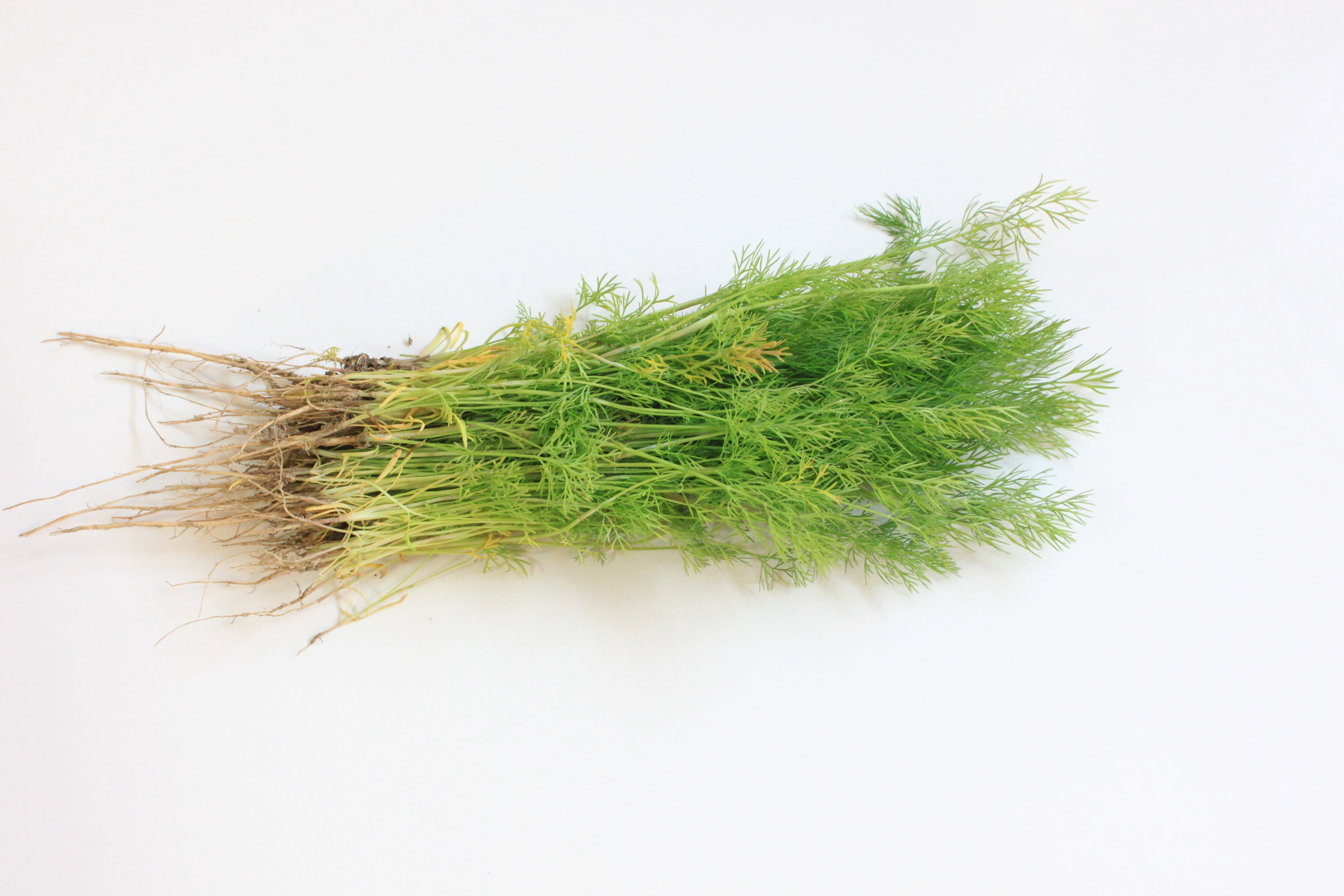 indoors, tabletop, food and drink, herb, growth, freshness, plant, leaf, wellbeing, flavor, herbal medicine, food, 4K, vegetables, fresh, green color, HD Wallpaper