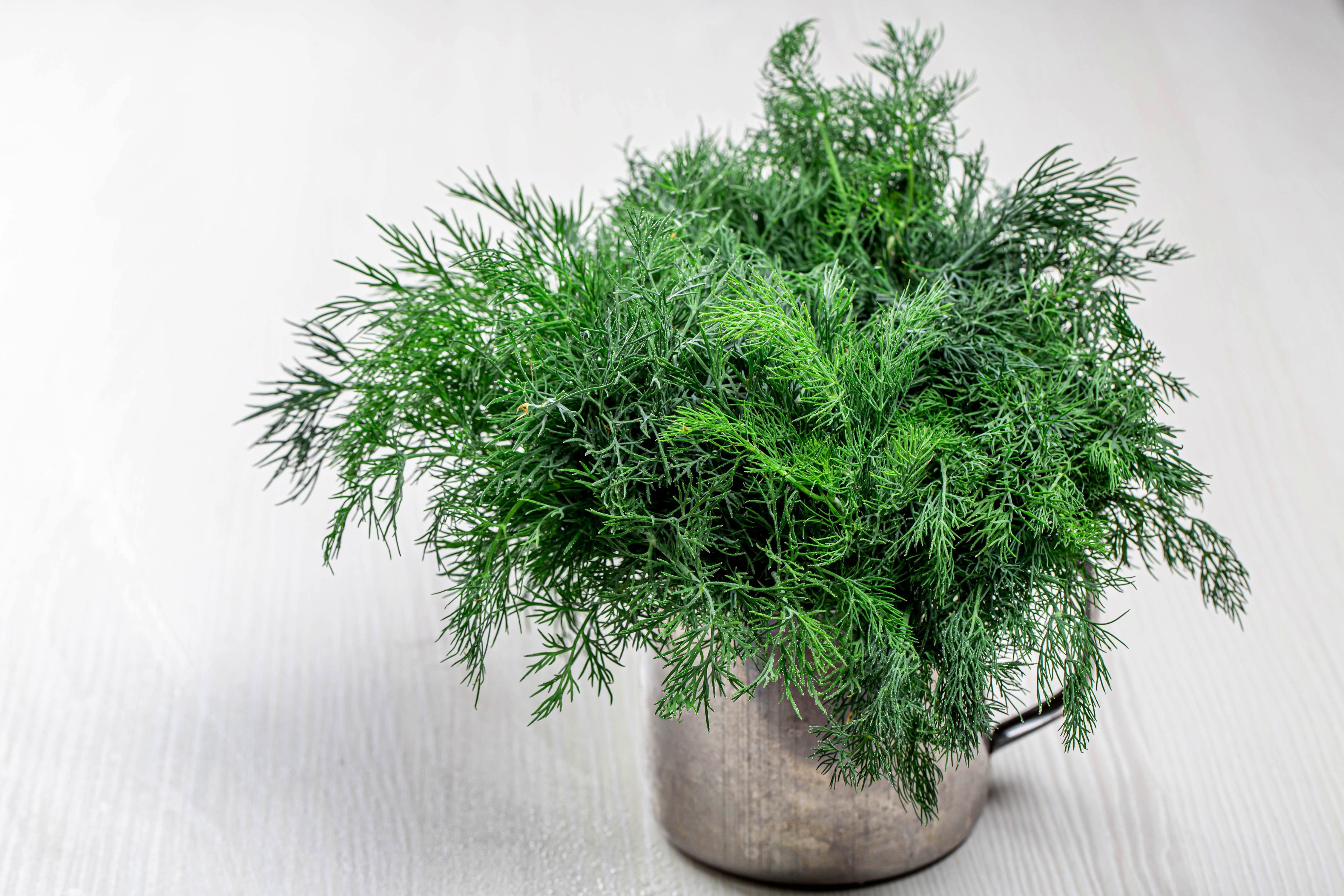 greens, dill, mug, 4K, HD Wallpaper
