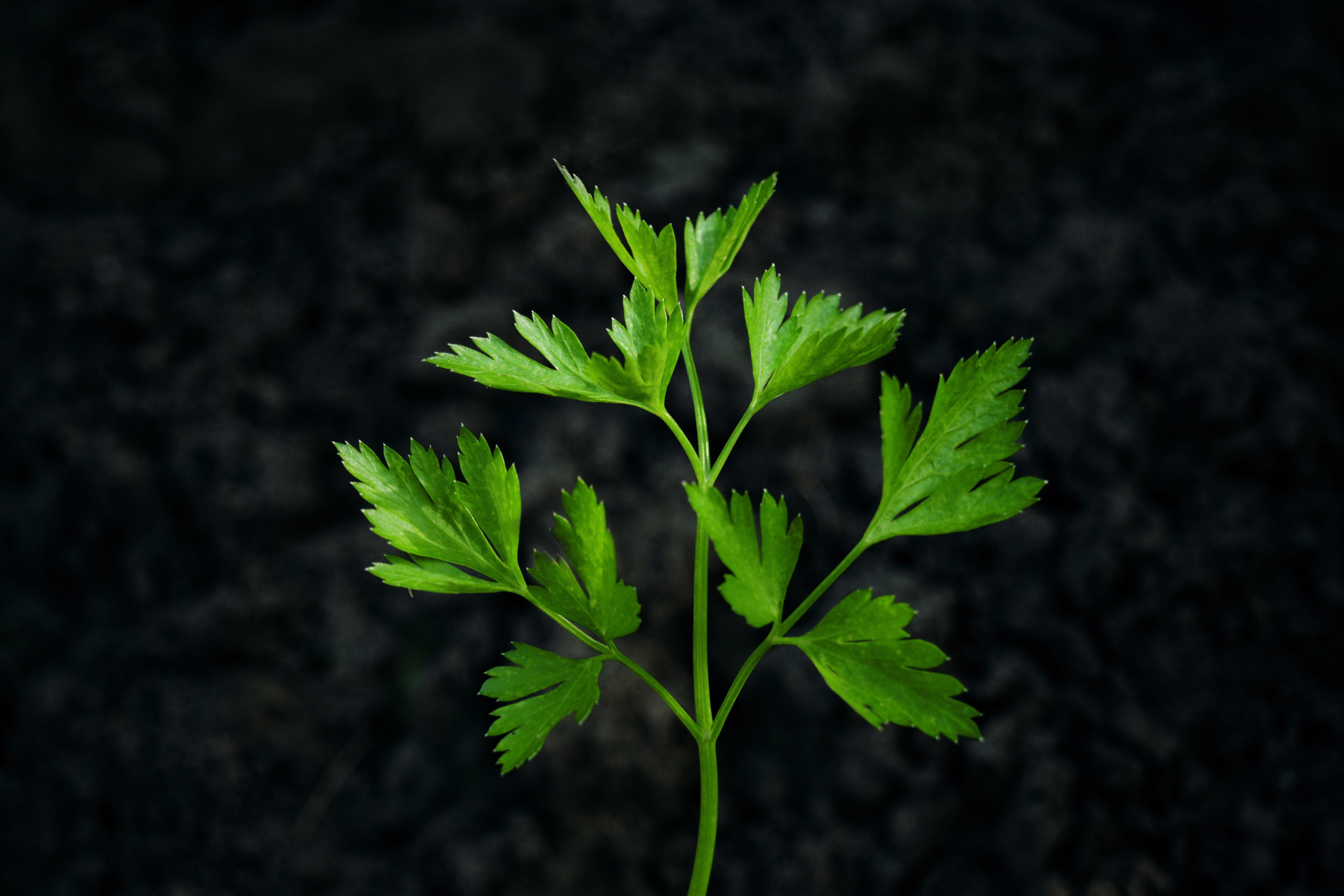 herb, green, mint, leaf, no people, parsley, healthy eating, plant part, 5K, natural, herbal, organic, dirt, growth, nature, healthy, wellbeing, food, HD Wallpaper