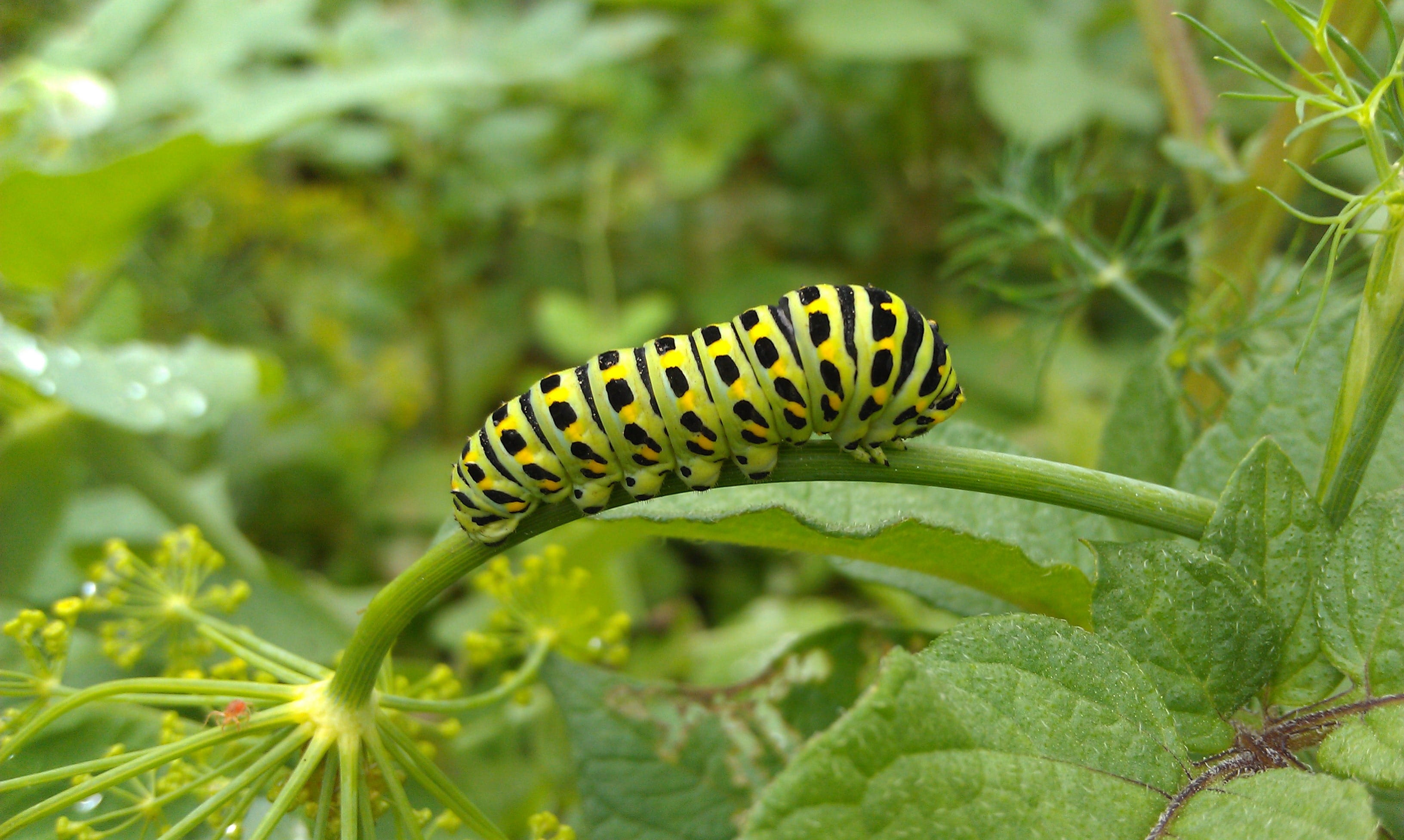 beauty in nature, plant, butterfly, animal wildlife, focus on foreground, green color, invertebrate, animal, outdoors, plant part, animal themes, summer, HD Wallpaper