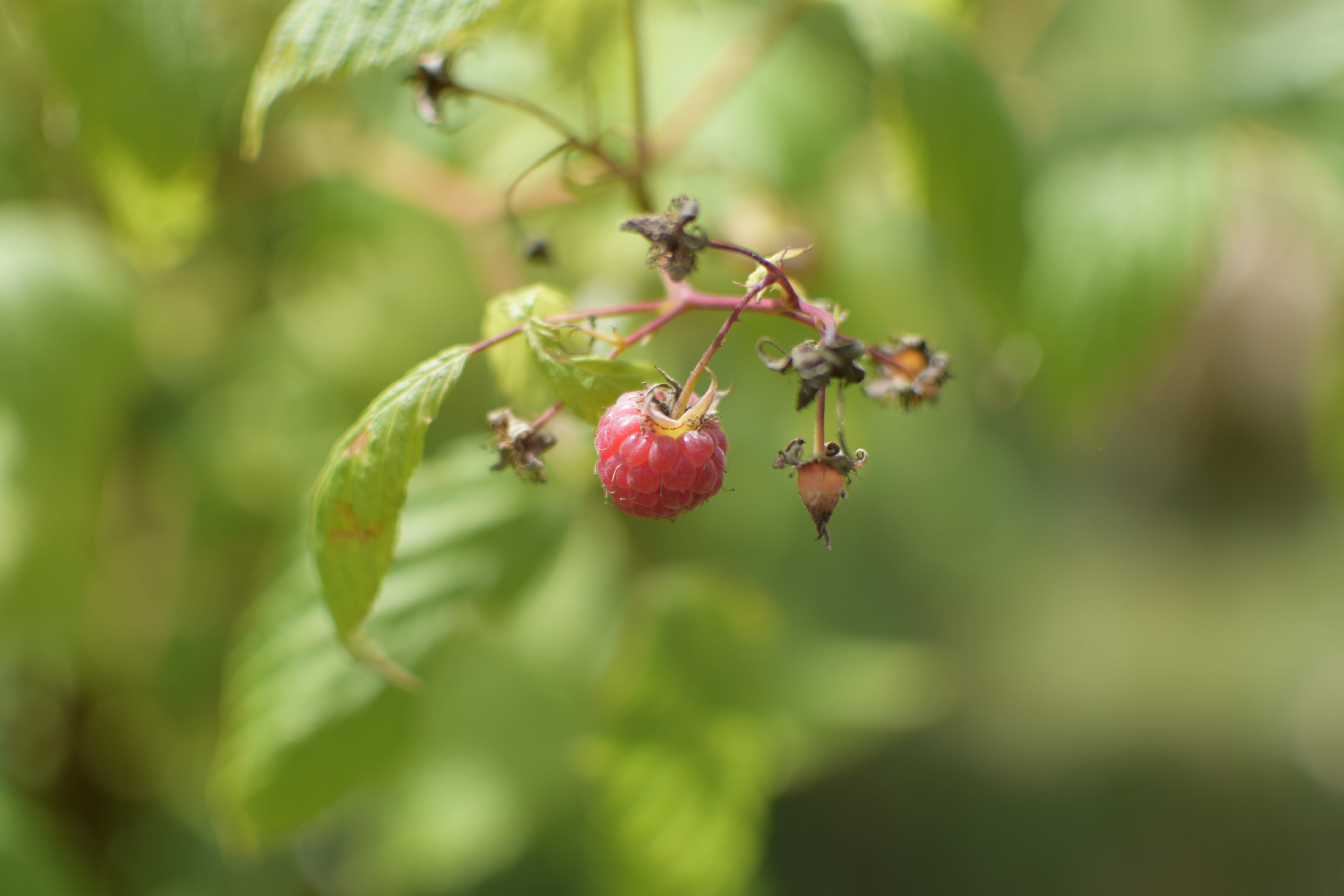 beauty in nature, healthy eating, berry fruit, basket, eat, watermelon, leaf, kitchen, no people, berries, tree, close-up, fruit, Raspberry, vegetarian, HD Wallpaper