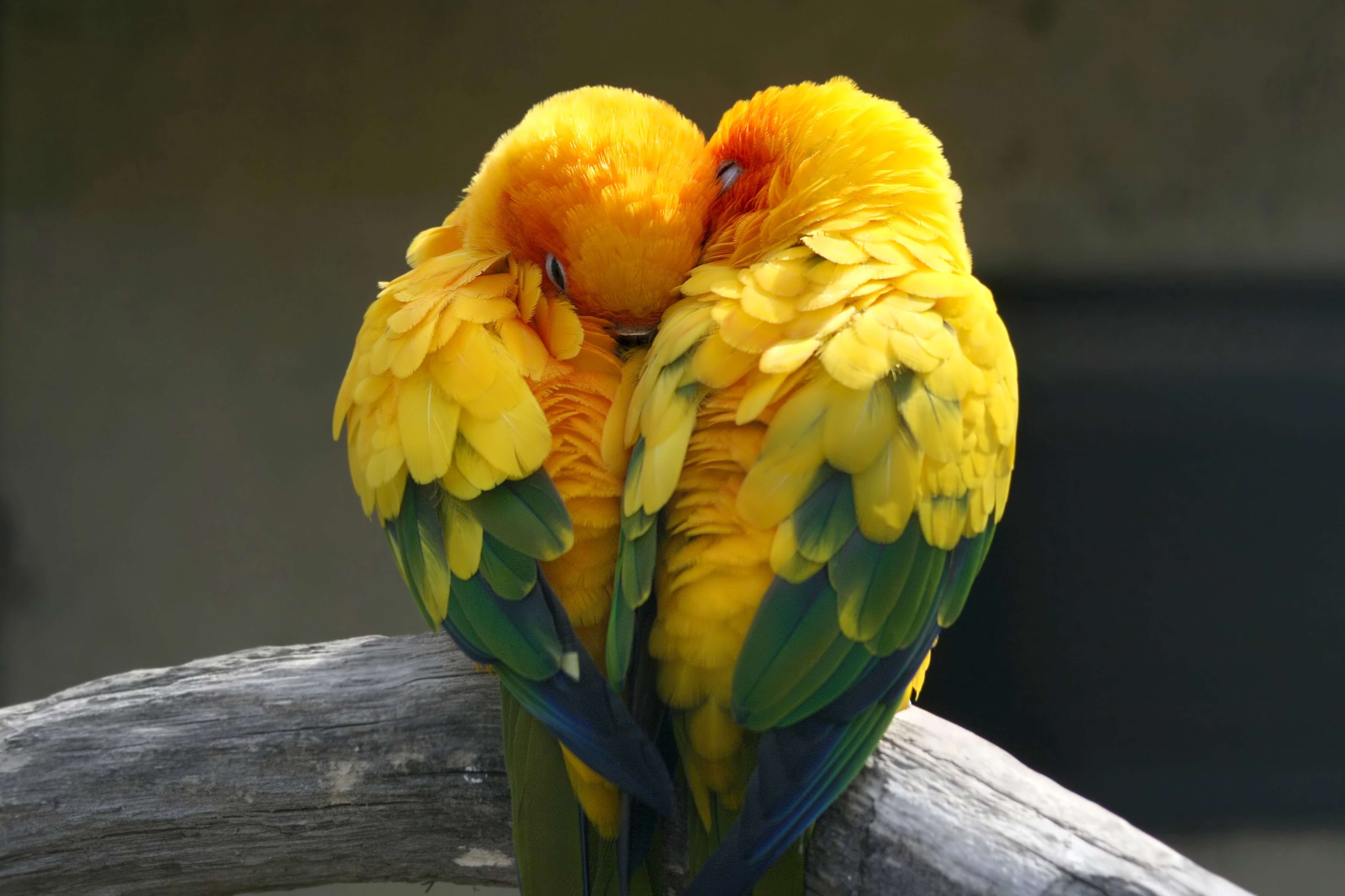 parrot, birds, love, tropical, 4K, HD Wallpaper
