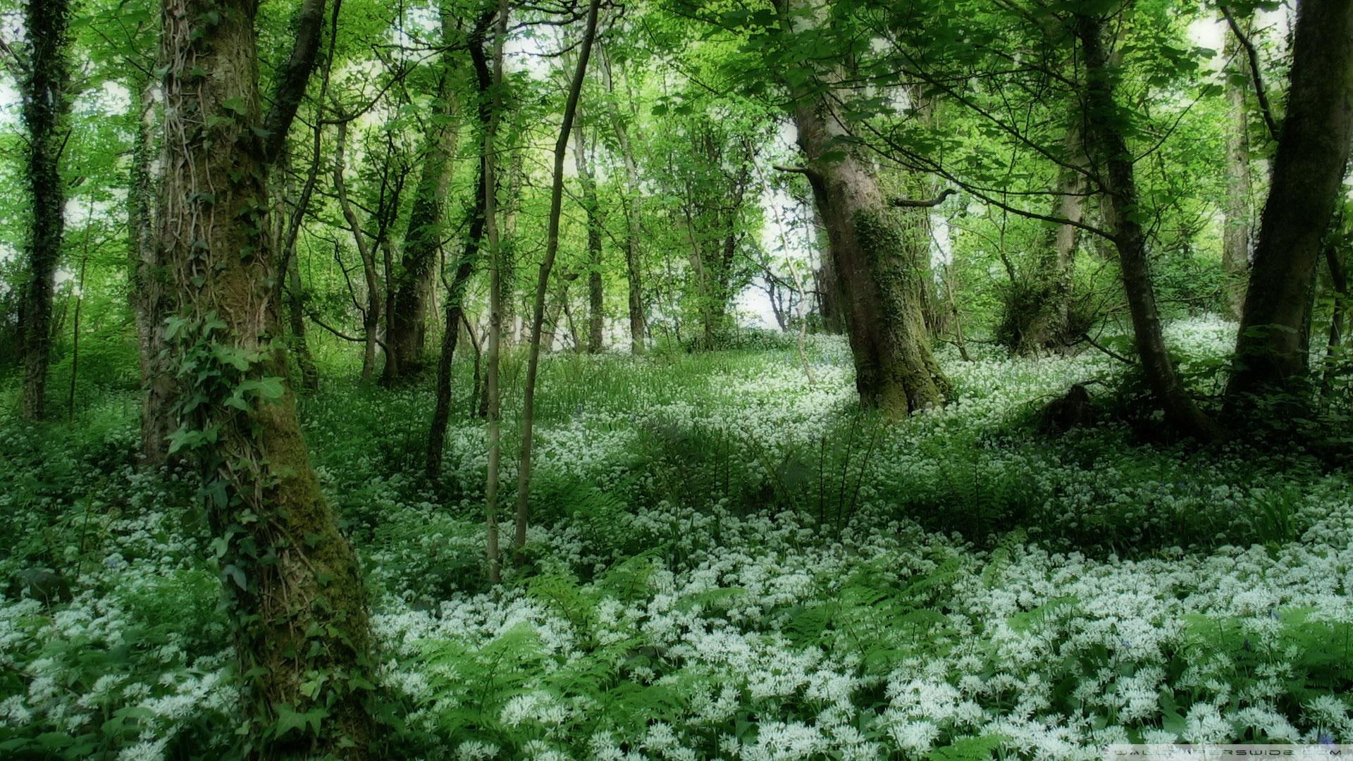 nature and landscapes, dense, green, vines, 1080P, forest, vegetation, flowers, HD Wallpaper