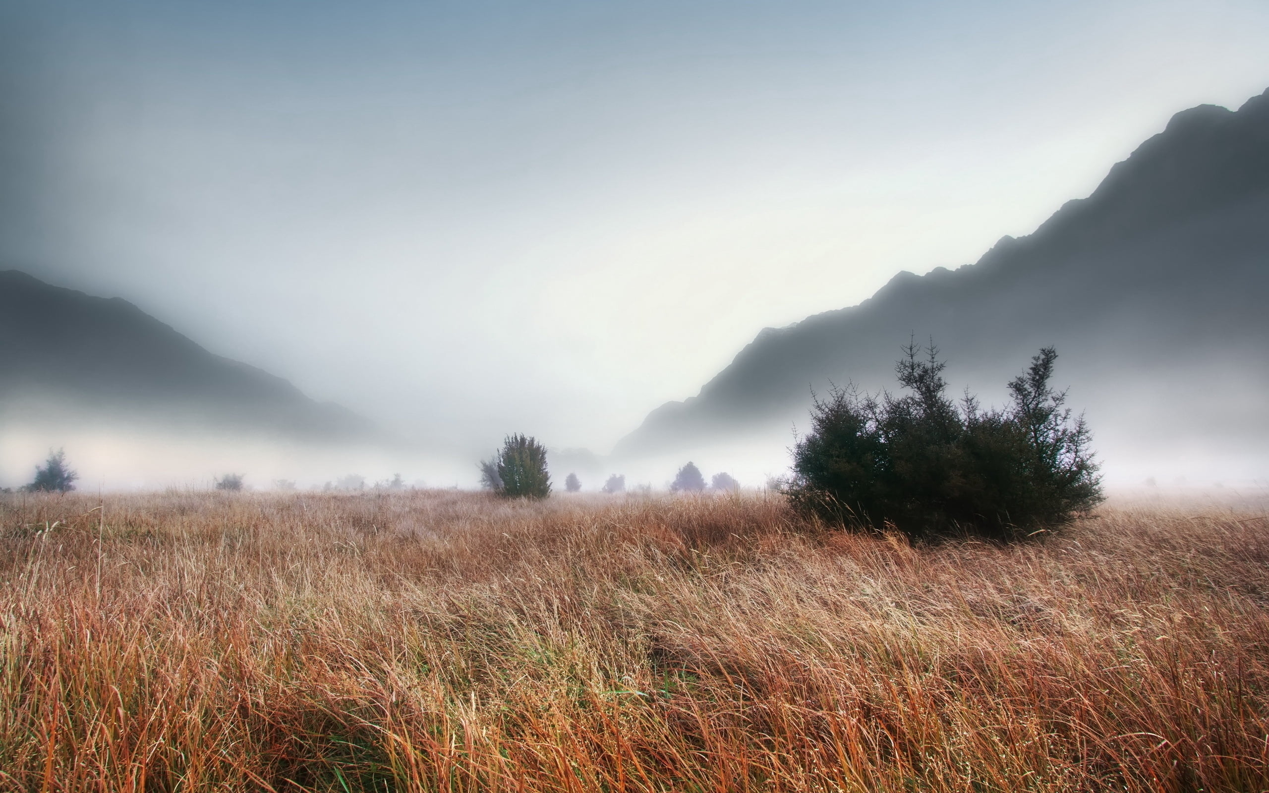 plants, green Color, mist, mountains, hill, 2K, green, faded, day, outdoors, cloud - Sky, sun, nature, scenics - nature, summer, forest, dusk, sky, dense, HD Wallpaper