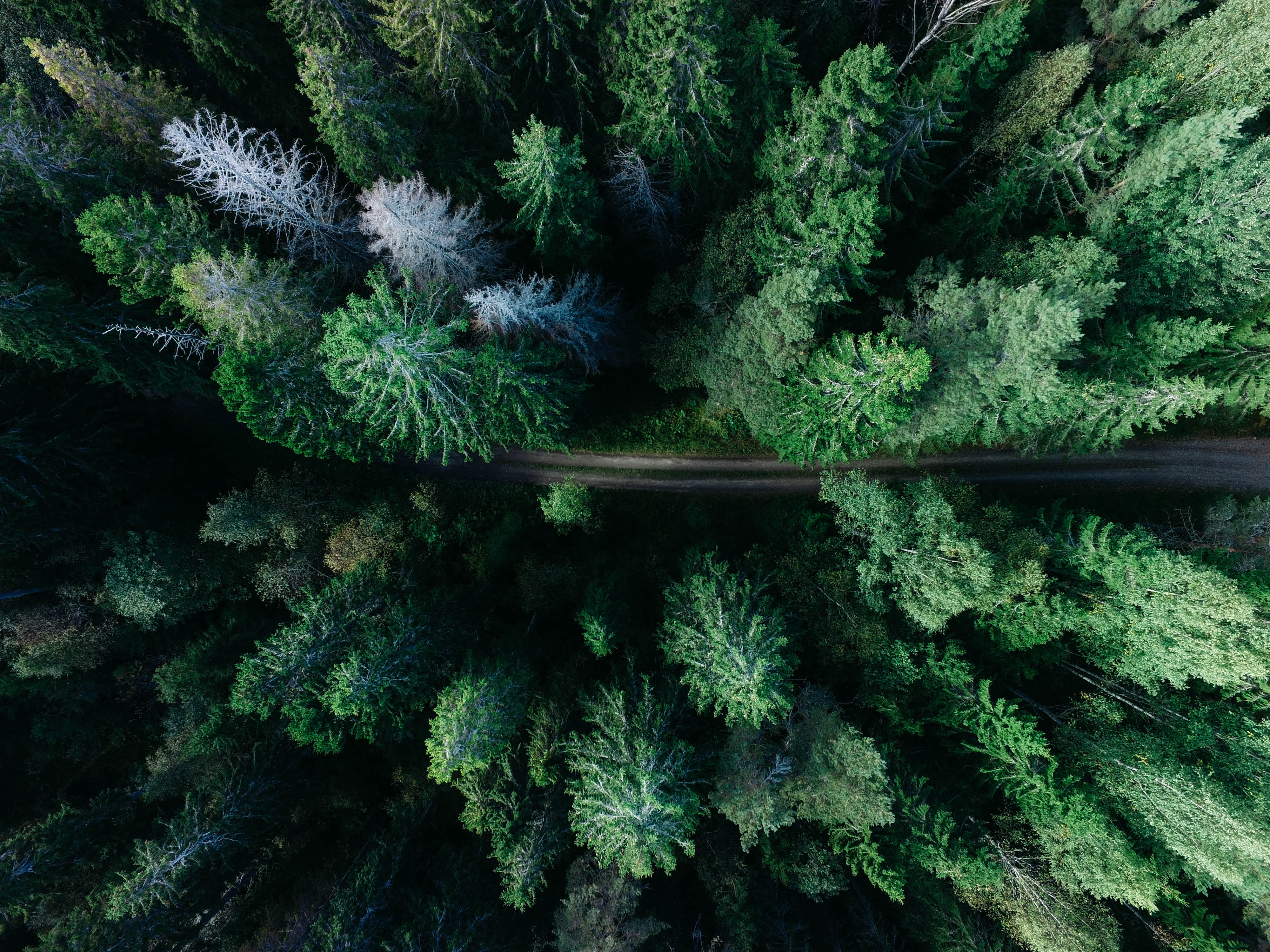 from above, looking down, drone view, bird, path, tranquility, nature, lush foliage, beauty in nature, backgrounds, non-urban scene, photo, no people, fir, HD Wallpaper