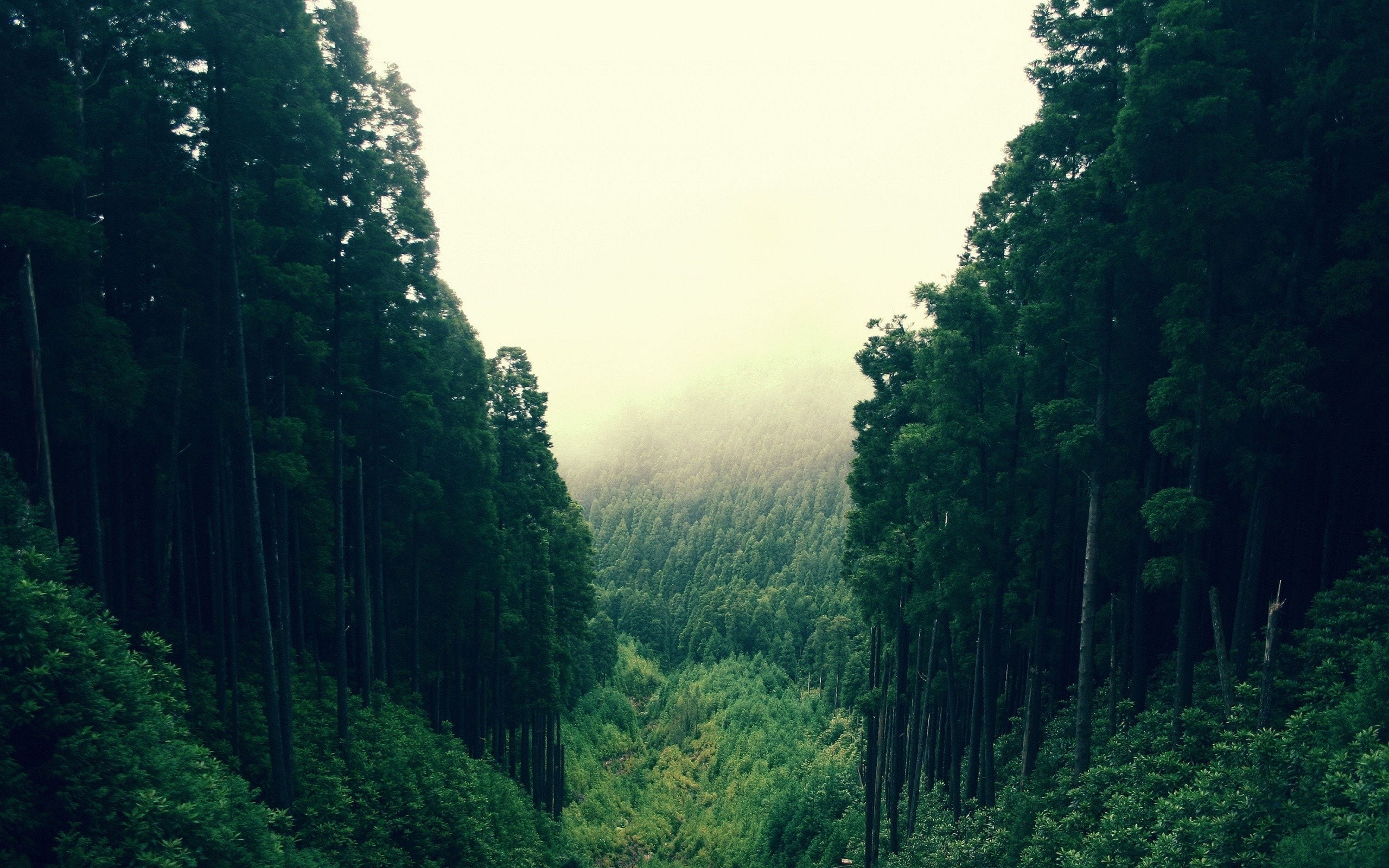 2K, forest, dense, HD Wallpaper