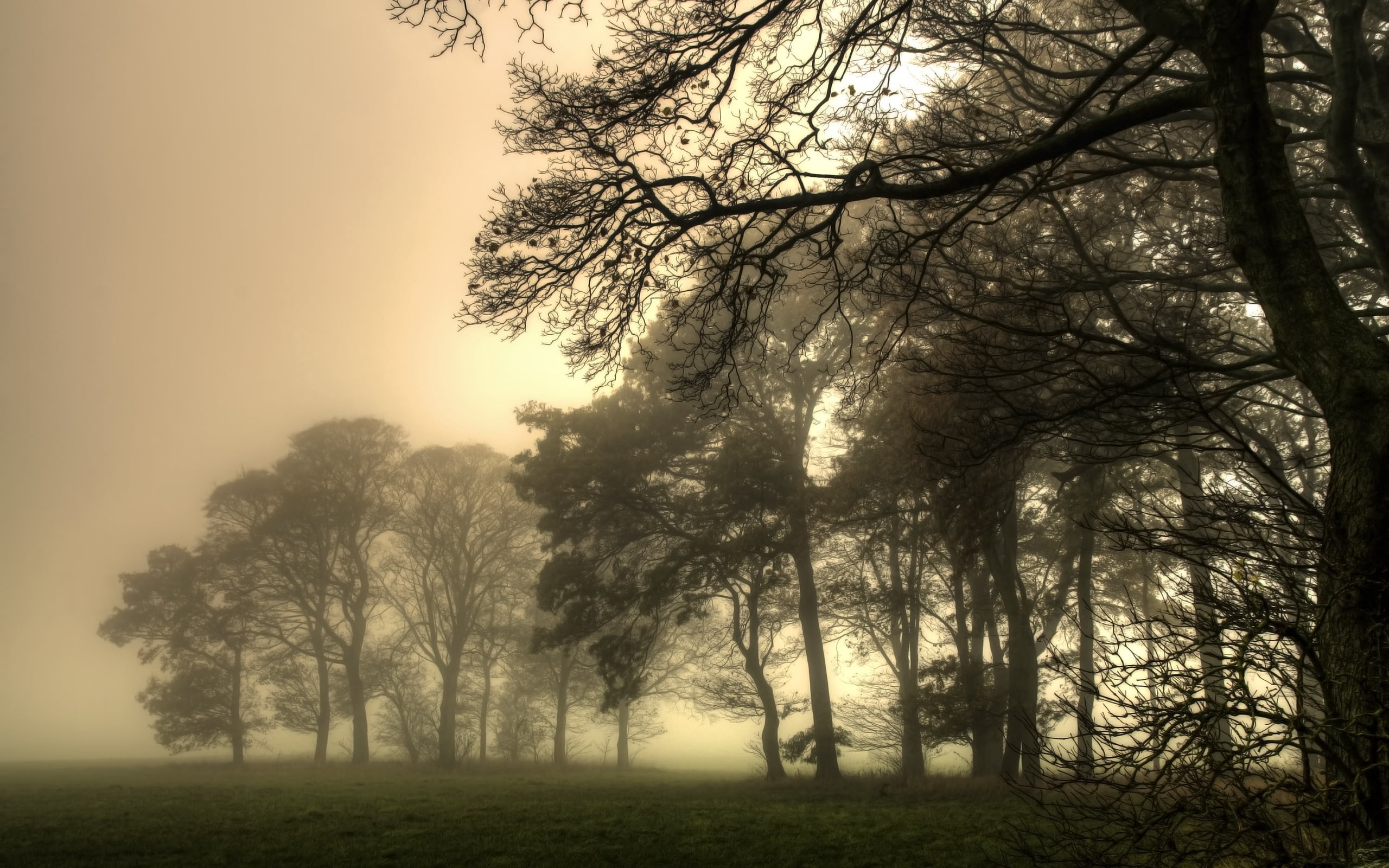 outdoors, spooky, beauty In Nature, dusk, tranquil Scene, weather, landscape, mystery, no People, woodland, backgrounds, sunset, sky, light - Natural Phenomenon, HD Wallpaper