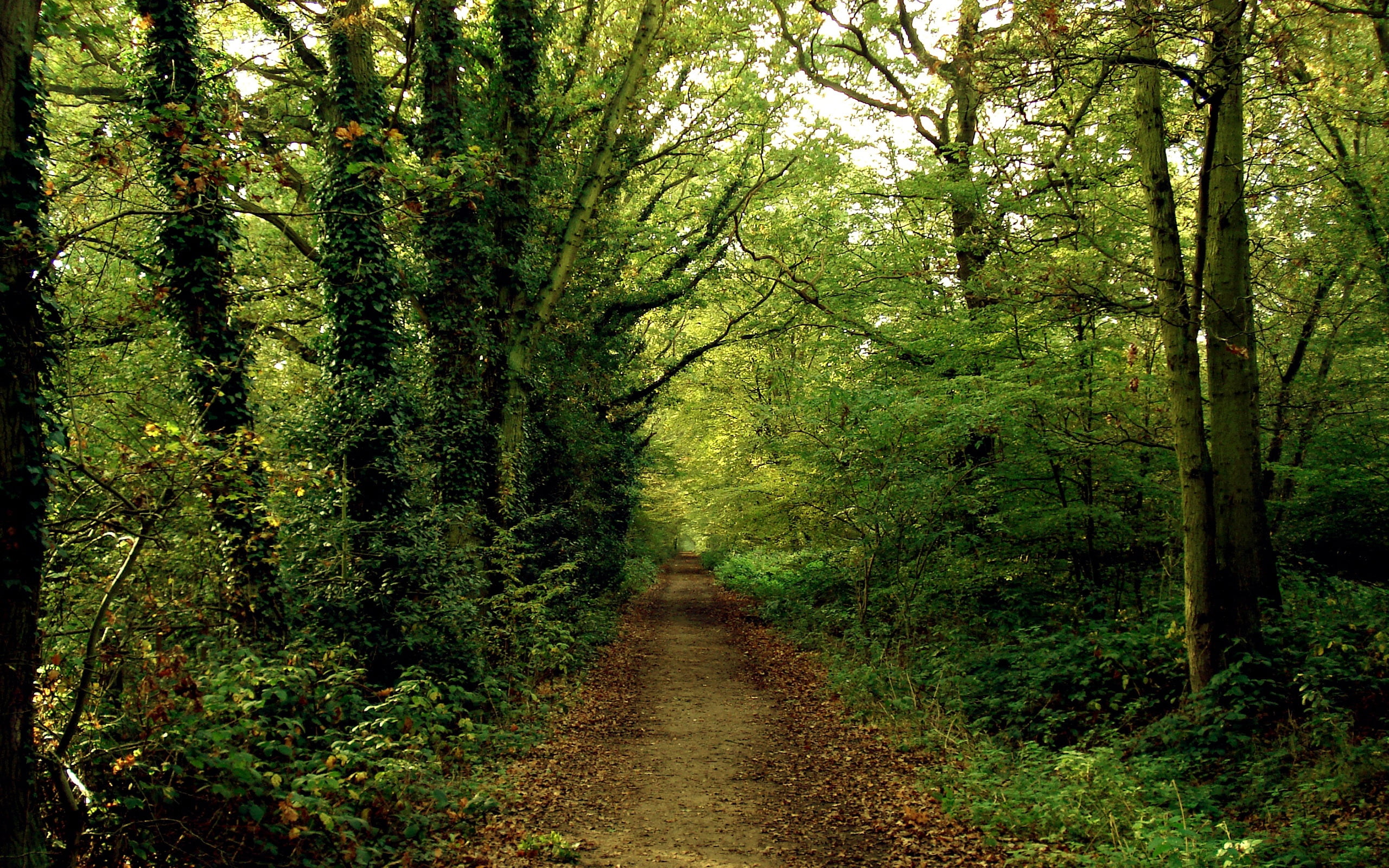 wood, green, non-Urban Scene, light - Natural Phenomenon, sunlight, walking, lush Foliage, landscape, foliage, hiking, lot, the way forward, footpath, diminishing perspective, HD Wallpaper