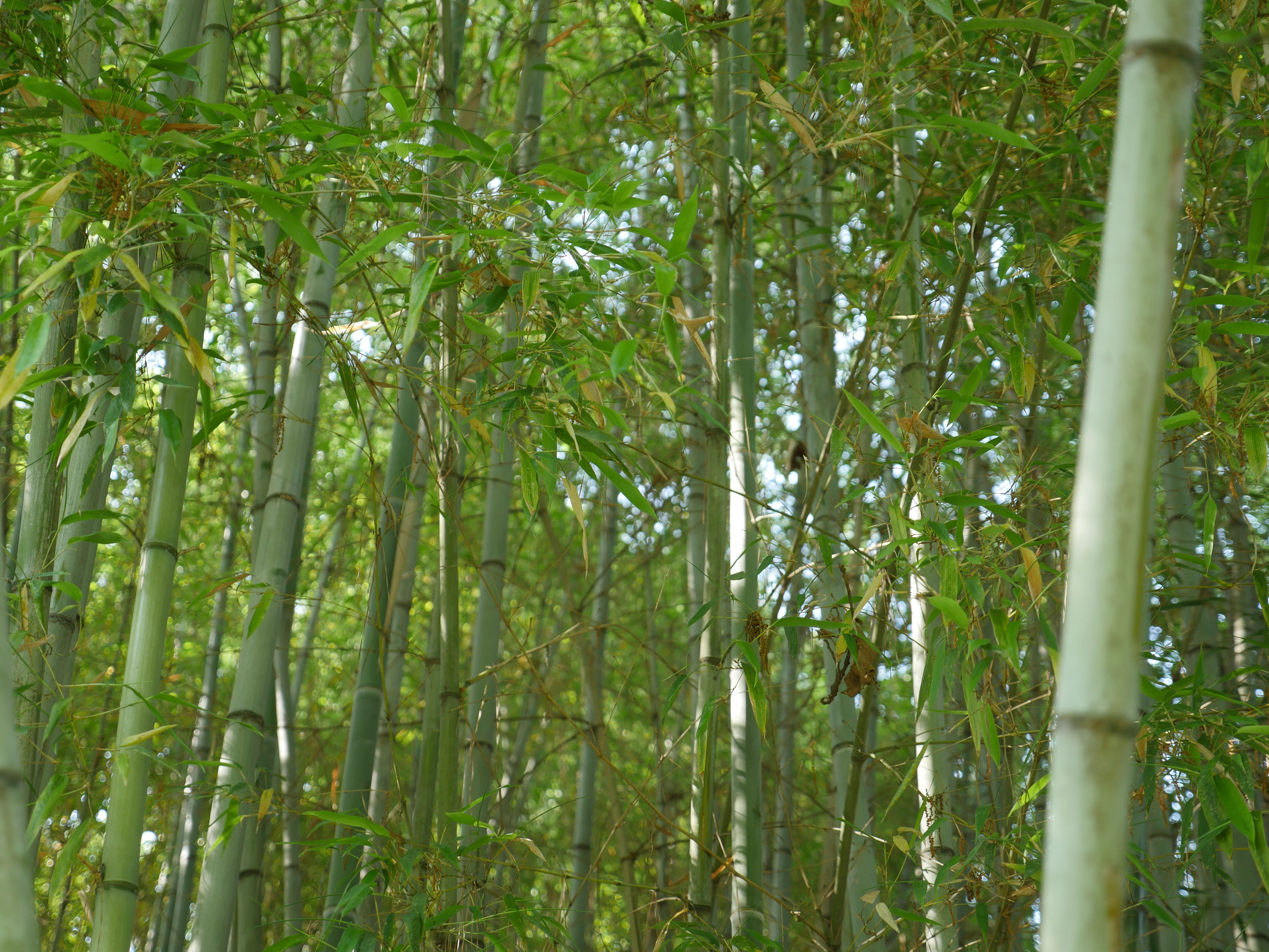 forrest, landscape, green color, 4K, forest, day, low angle view, freshness, land, tranquil scene, sugar cane, tree, plant, background, bamboo - plant, HD Wallpaper