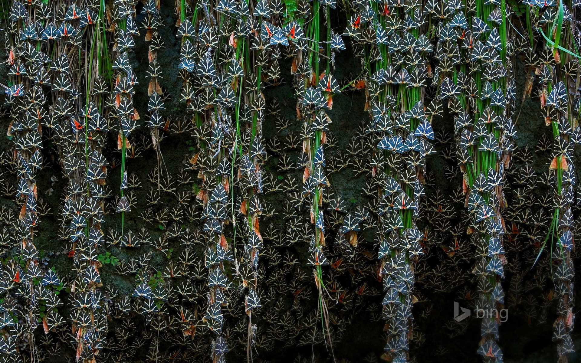 hanging, low angle view, forest, trunk, full frame, butterfly, nature, plant, theme, dense, bamboo - plant, pattern, abundance, tree trunk, backgrounds, HD Wallpaper