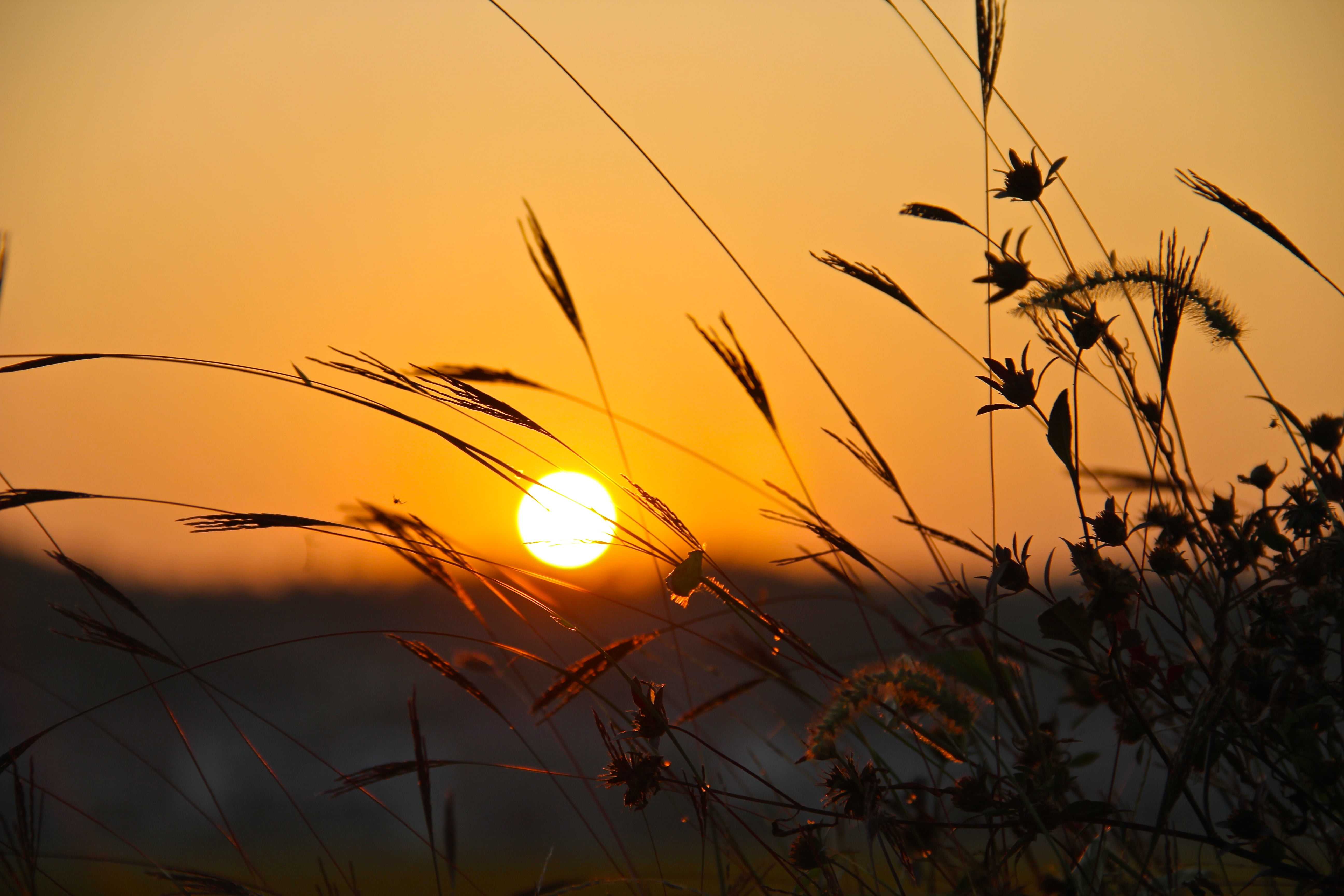 photo, autumn  leaf, sunlight, sunrise - Dawn, dusk, China, summer, grass, Hunan, close up, Sunset, 5K, nature, sun, village, outdoors, close, plant, HD Wallpaper