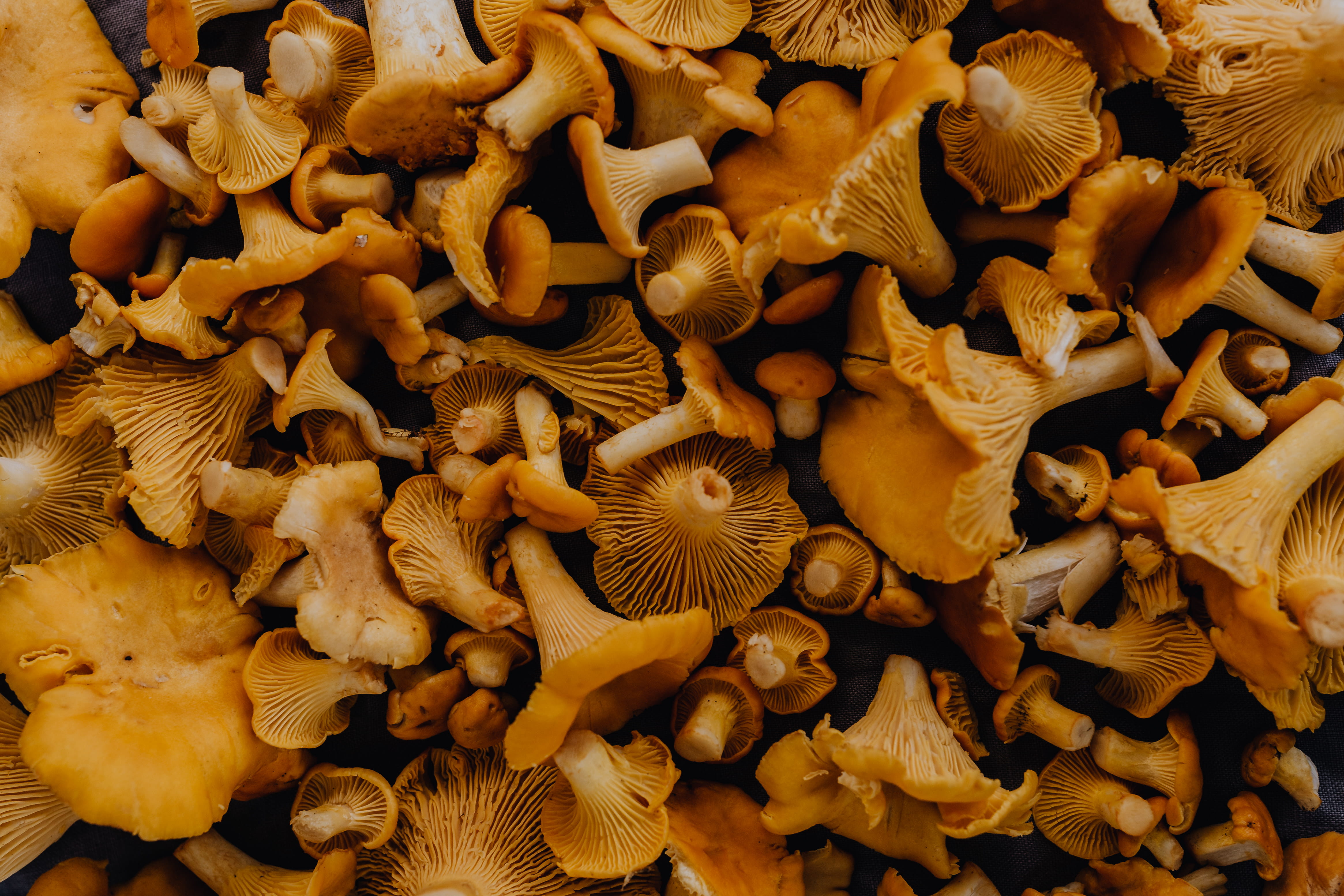 no people, chantarelle, backgrounds, fungus, wellbeing, abundance, yellow mushrooms, brown, 4K, dry, mushroom, food and drink, Edible Mushroom, autumn, HD Wallpaper
