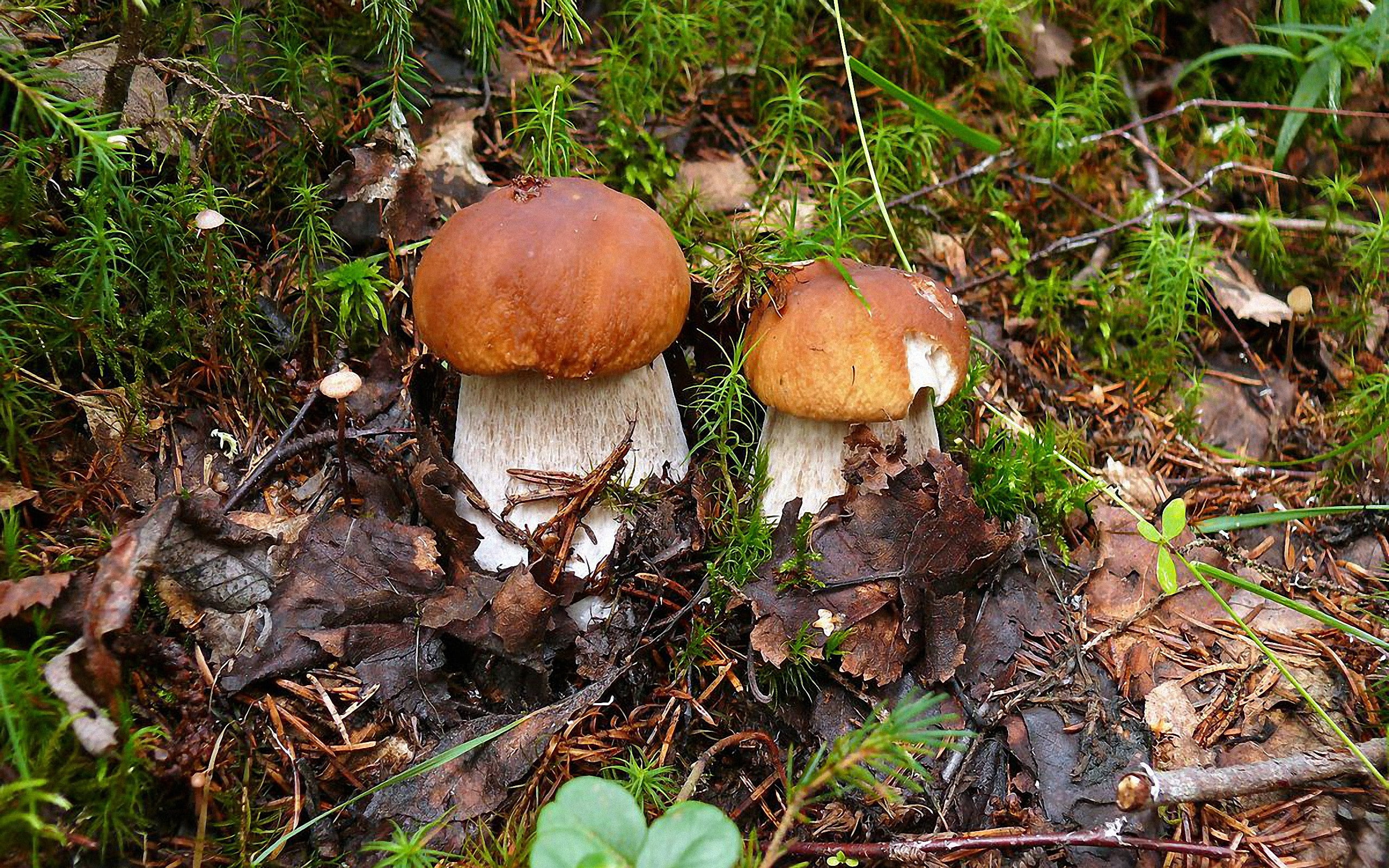 mushroom, edible mushroom, freshness, fungus, tree, vegetable, day, field, poisonous, nature, 2K, wild, forest, fly agaric mushroom, growth, beauty in nature, HD Wallpaper